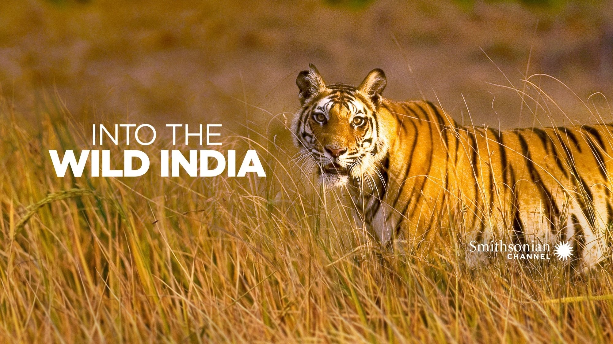 Into the Wild: India Background