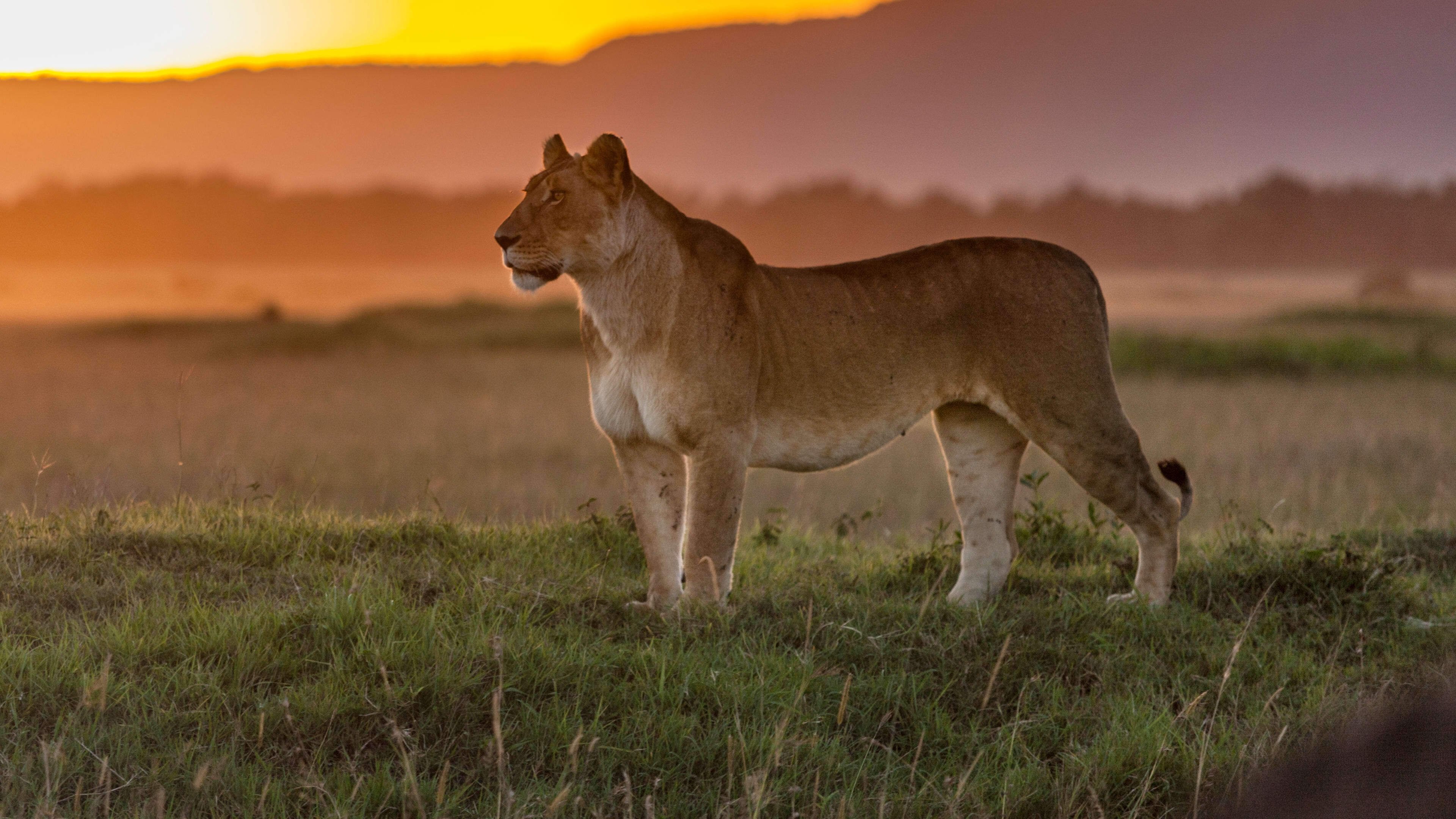 Big Cat Tales Background
