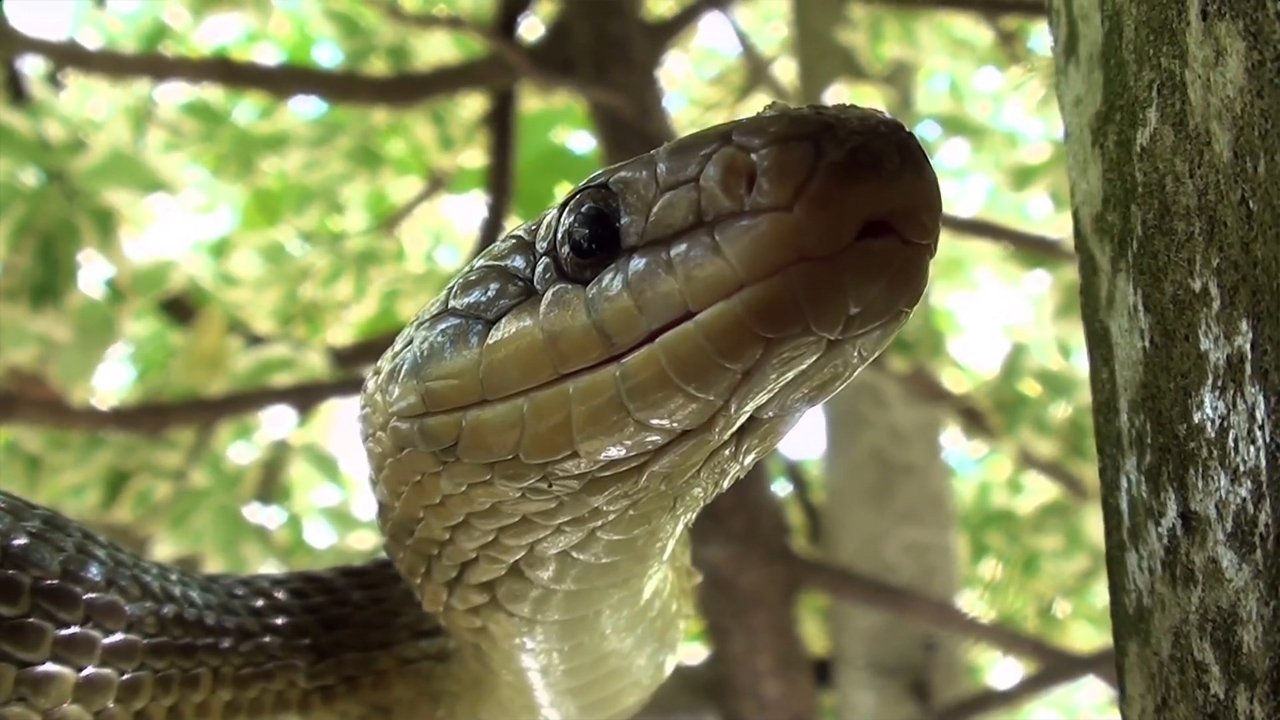 The Secret Life of Snakes Background