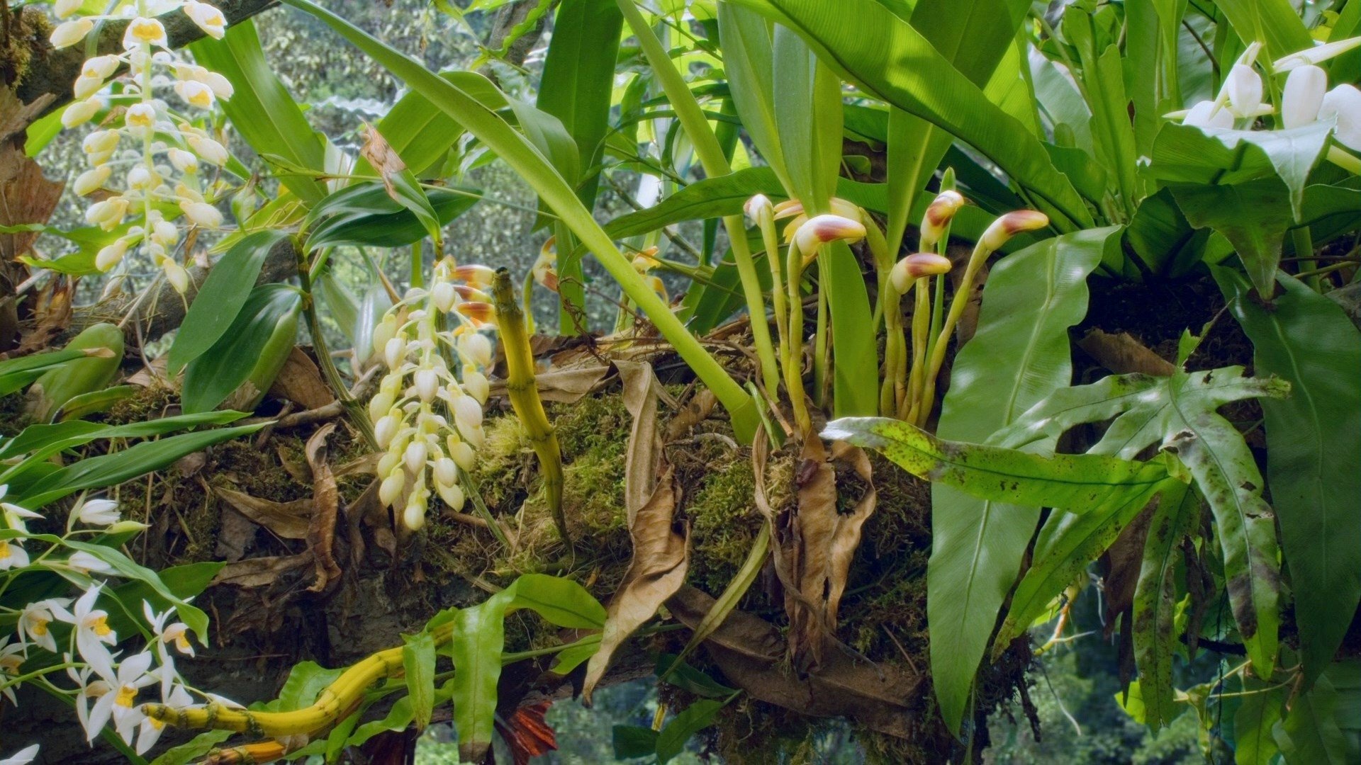 Attenborough: 60 Years in the Wild Background