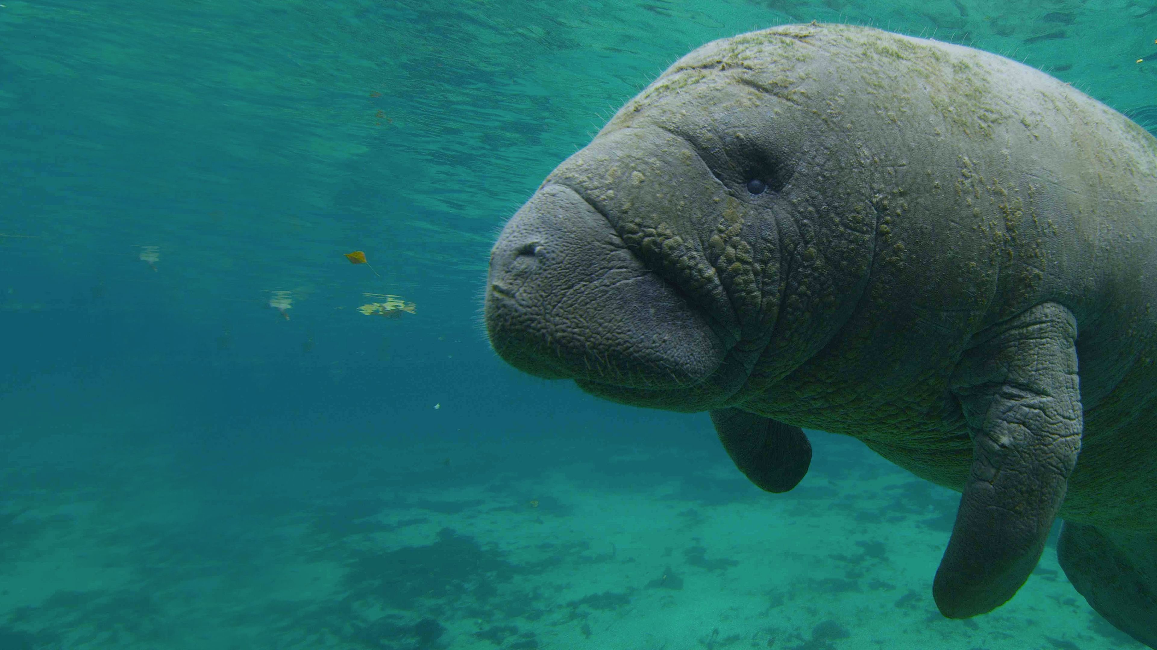 North America's National Parks Background