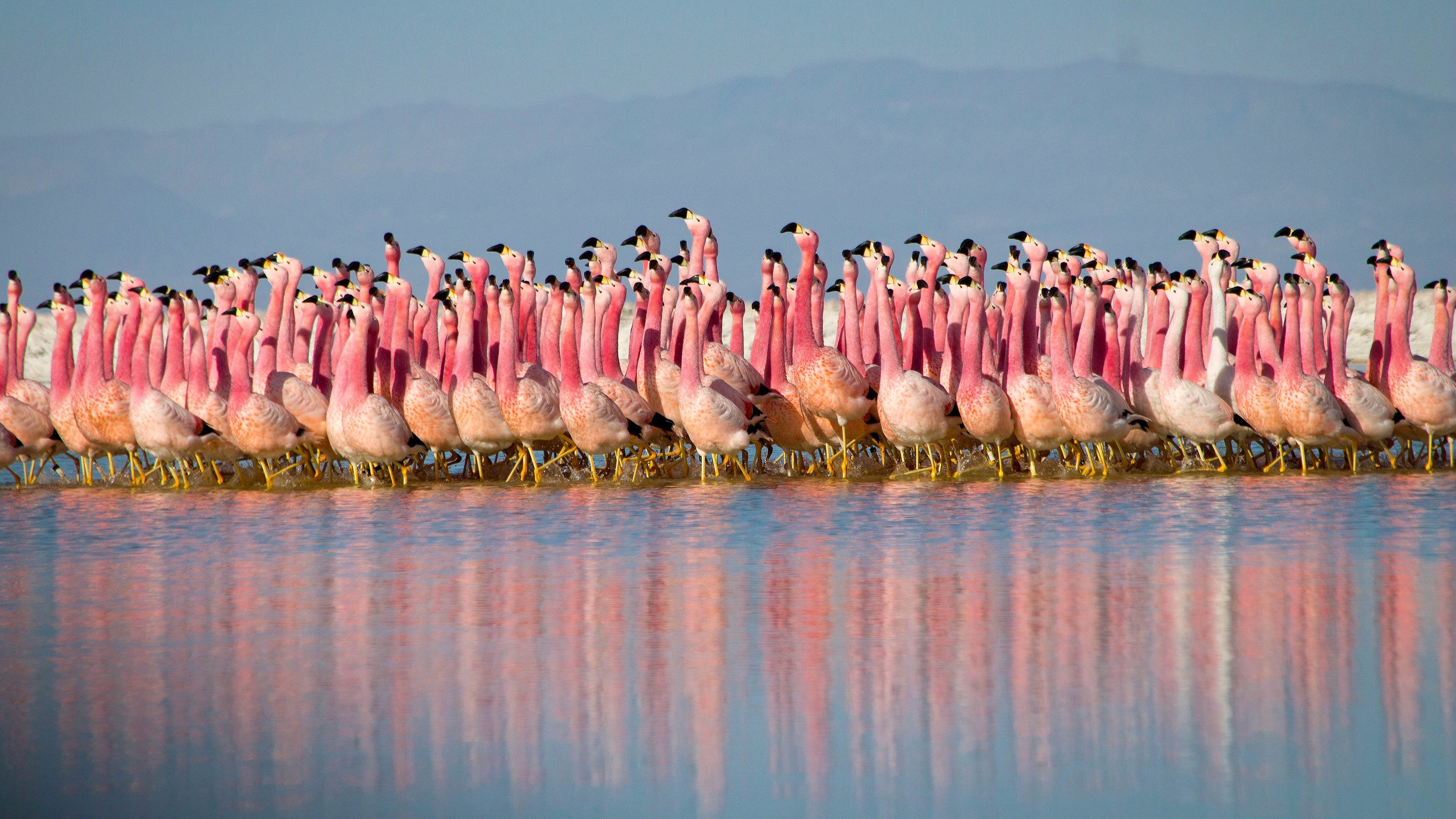 Planet Earth II Background