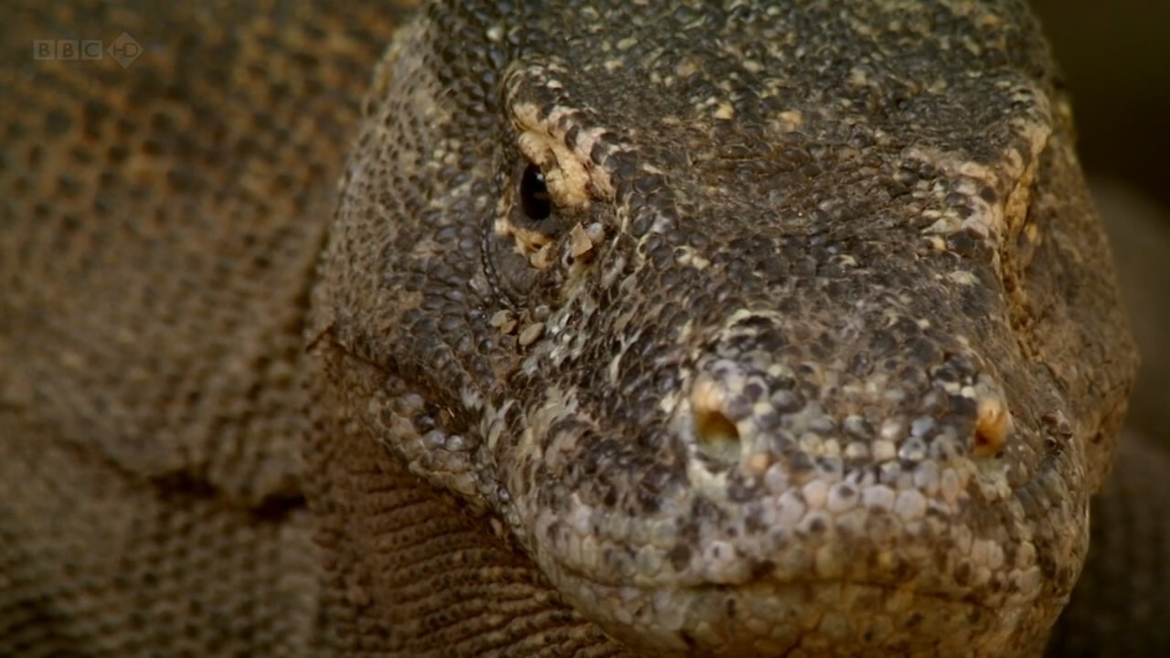 The Natural World--Komodo: The Deadly Bite Background