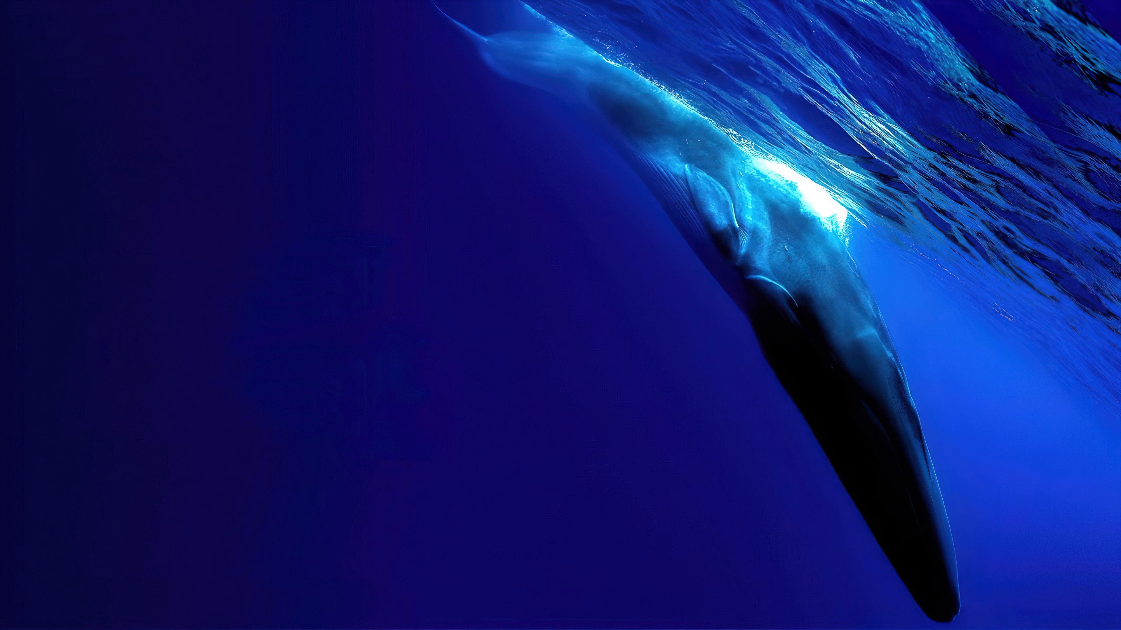 The Loneliest Whale: The Search for 52 Background