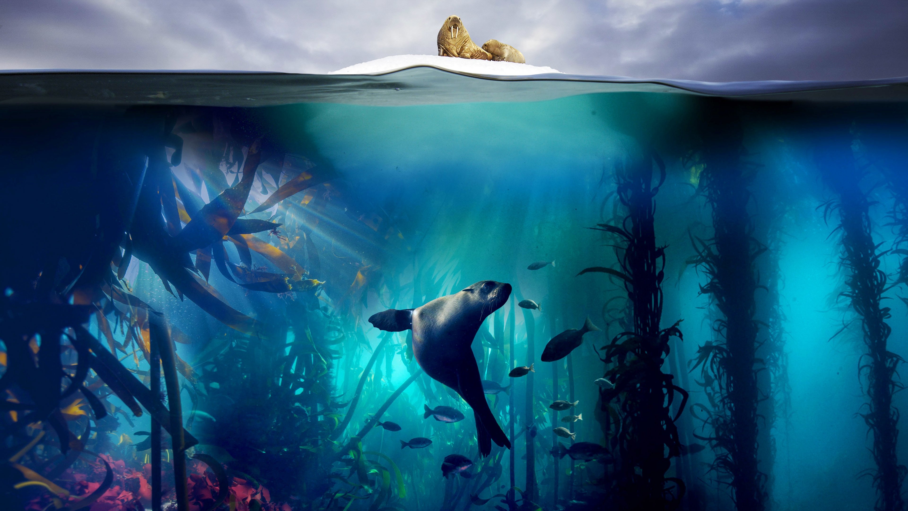 Blue Planet II Background