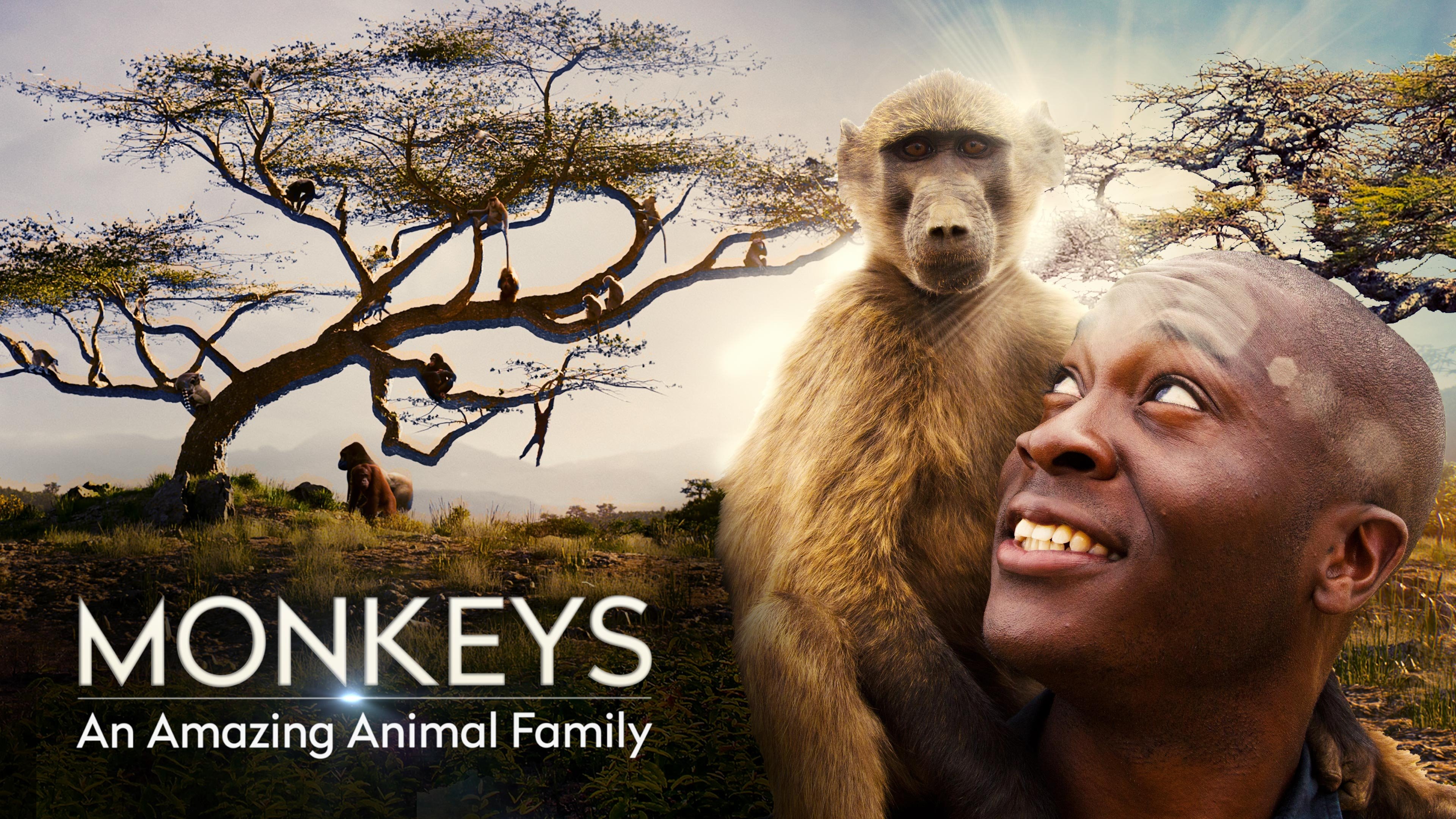 Monkeys: An Amazing Animal Family Background