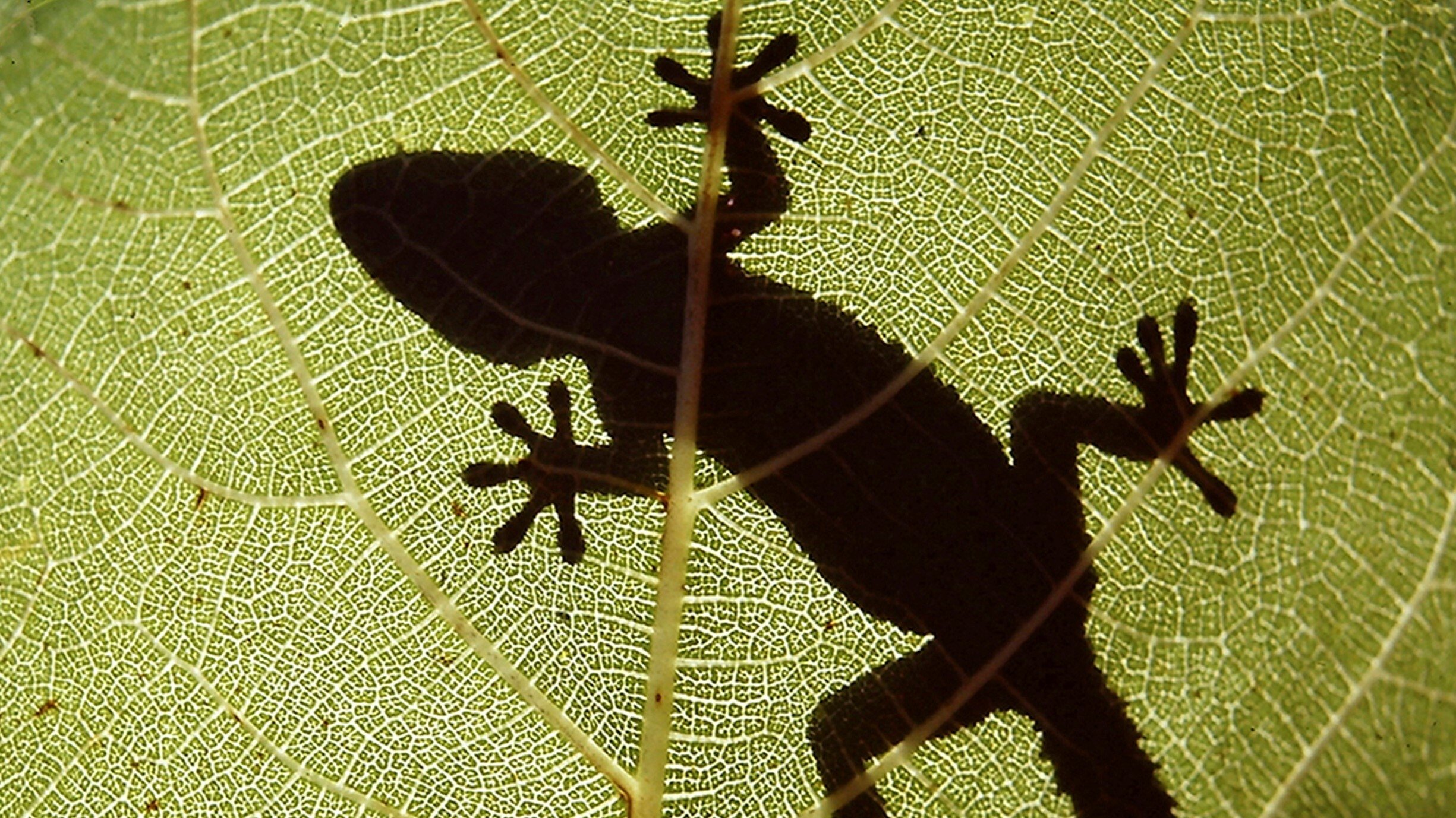 The Secret World of Nature: Spain Background