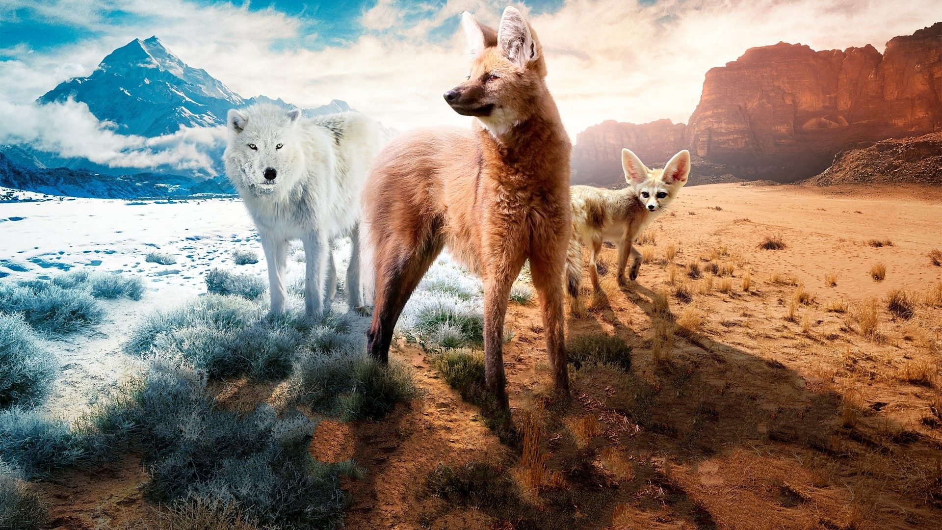 Dogs in the Wild: Meet the Family Background