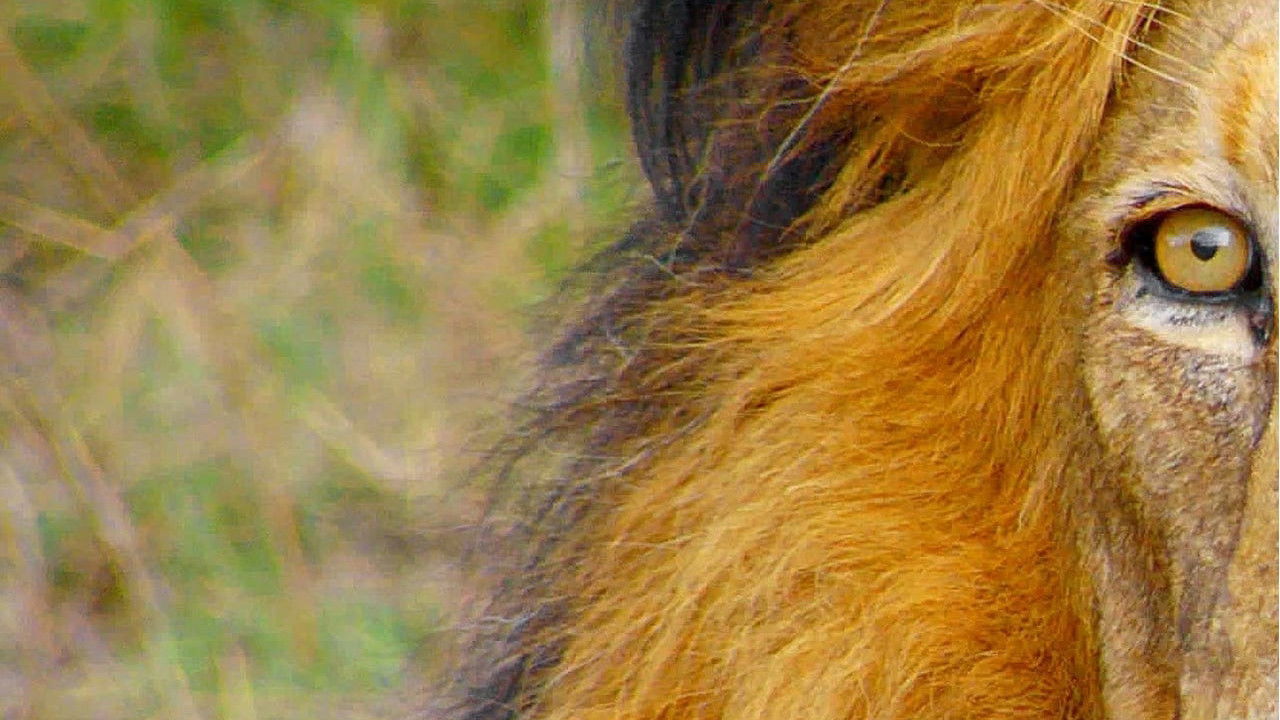 Africa's Wild Horizons Background