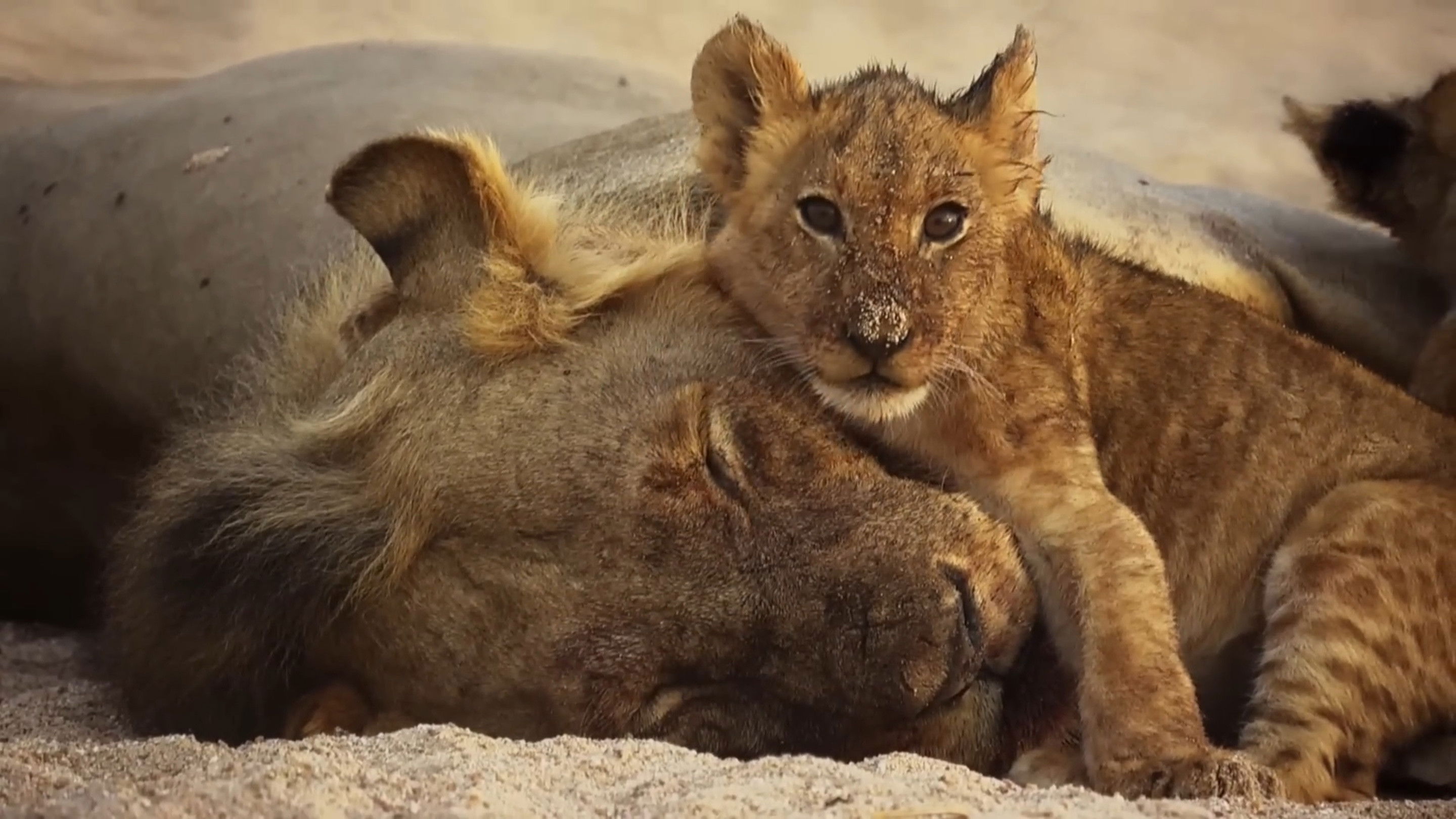 The Lions Rule Background