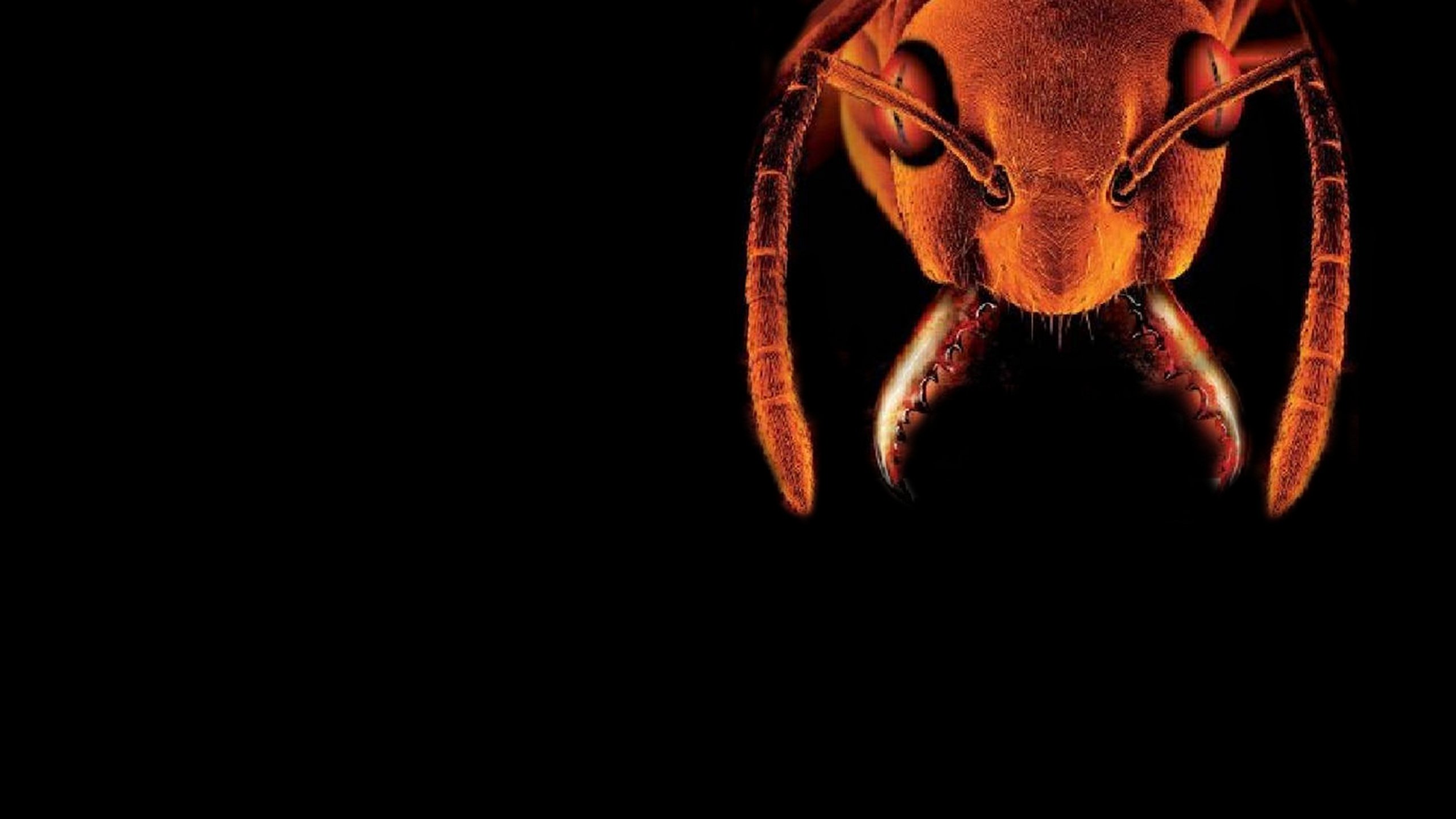 Glass Trap Background
