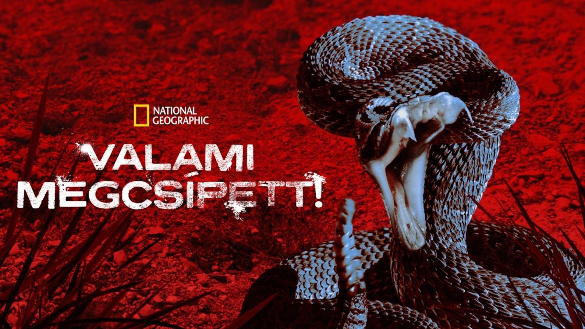 I Was Bitten Background