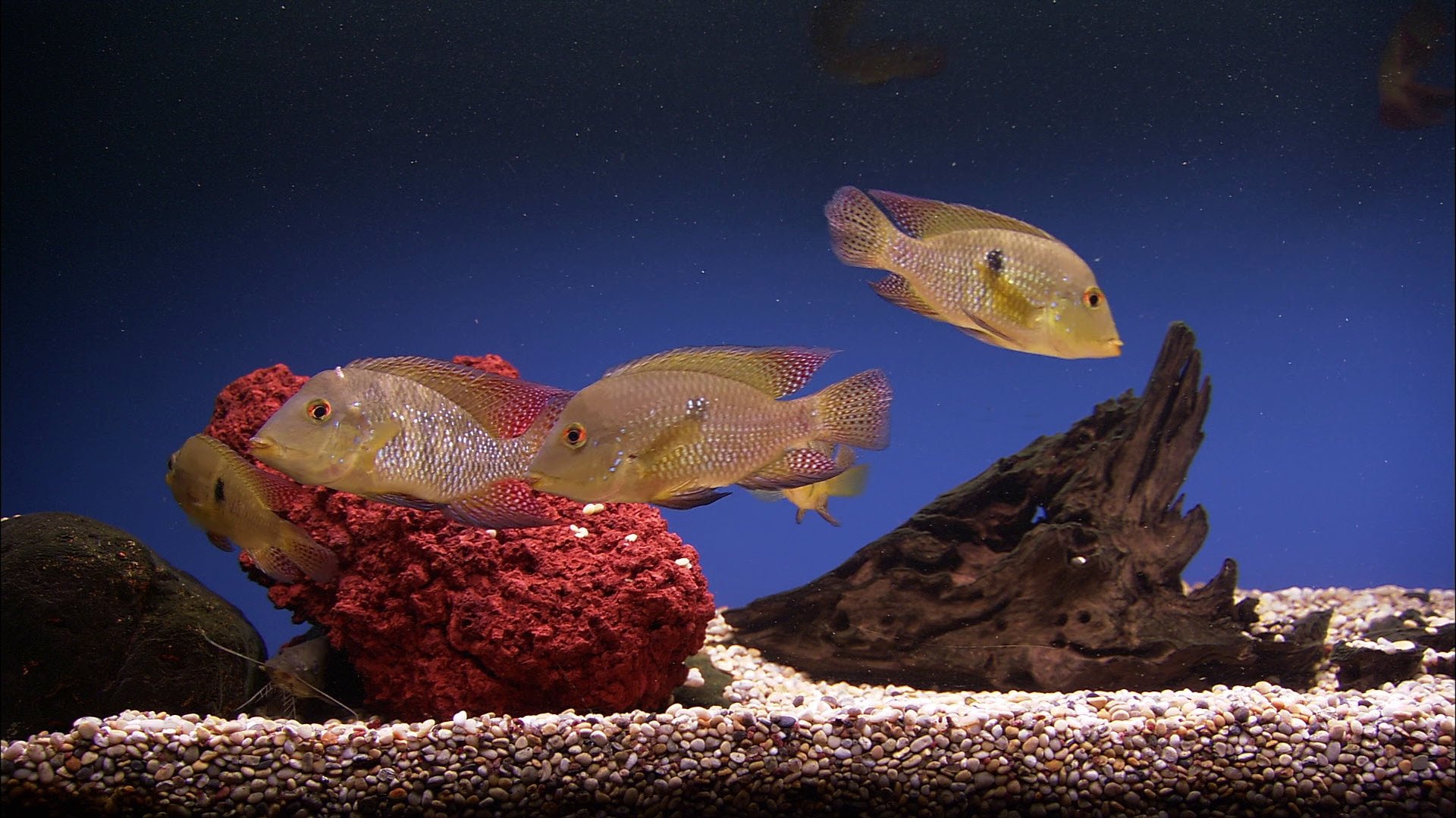 Plasma Art Classic Aquariums Background