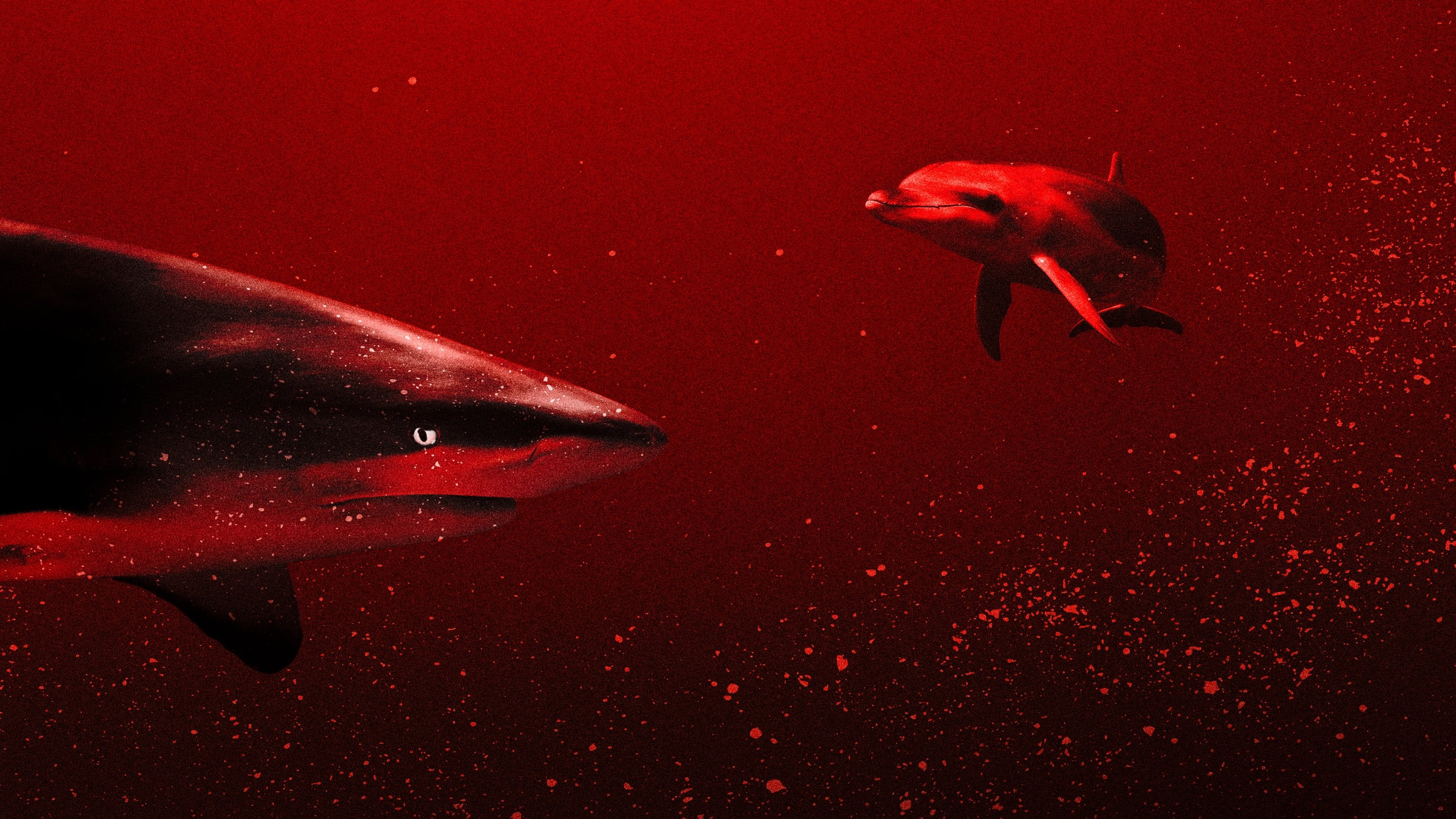 Sharks vs. Dolphins: Blood Battle Background