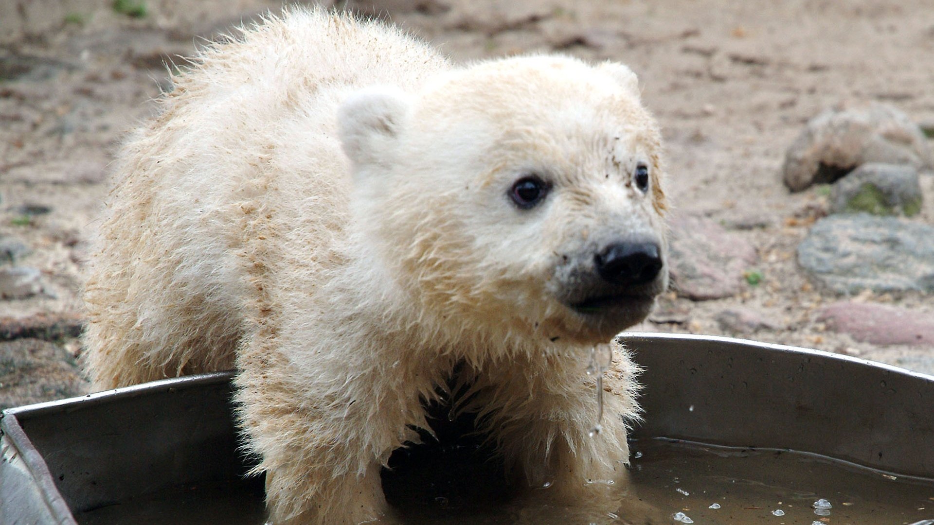 Knut - Aus der Kinderstube eines Eisbären Background