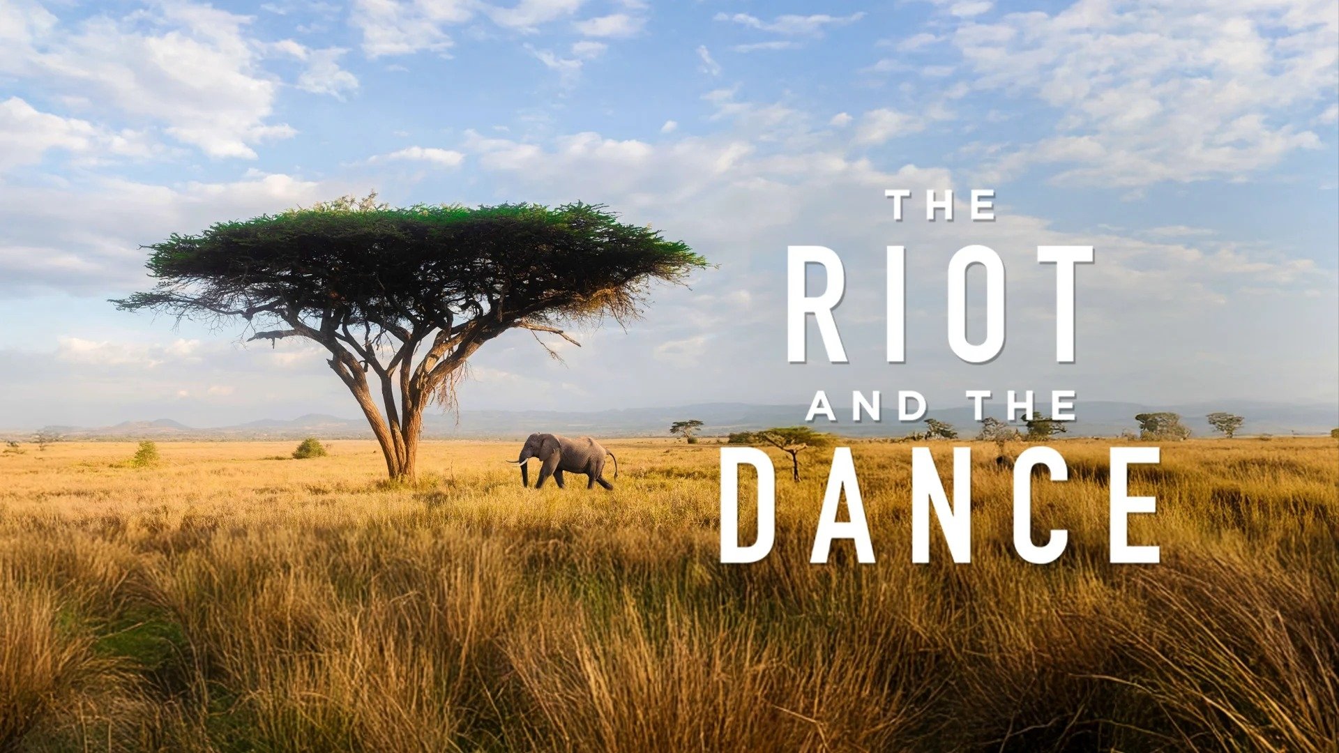 The Riot and the Dance Background