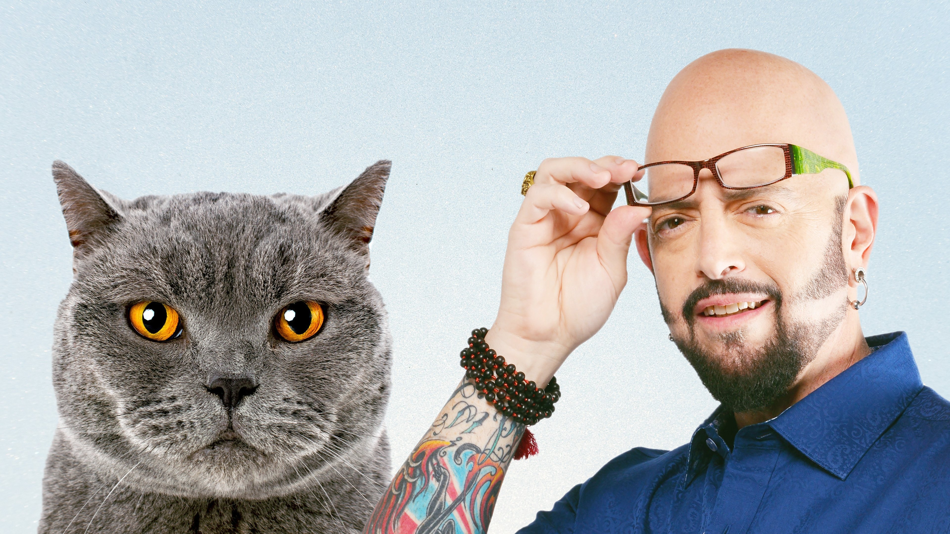 My Cat from Hell Background