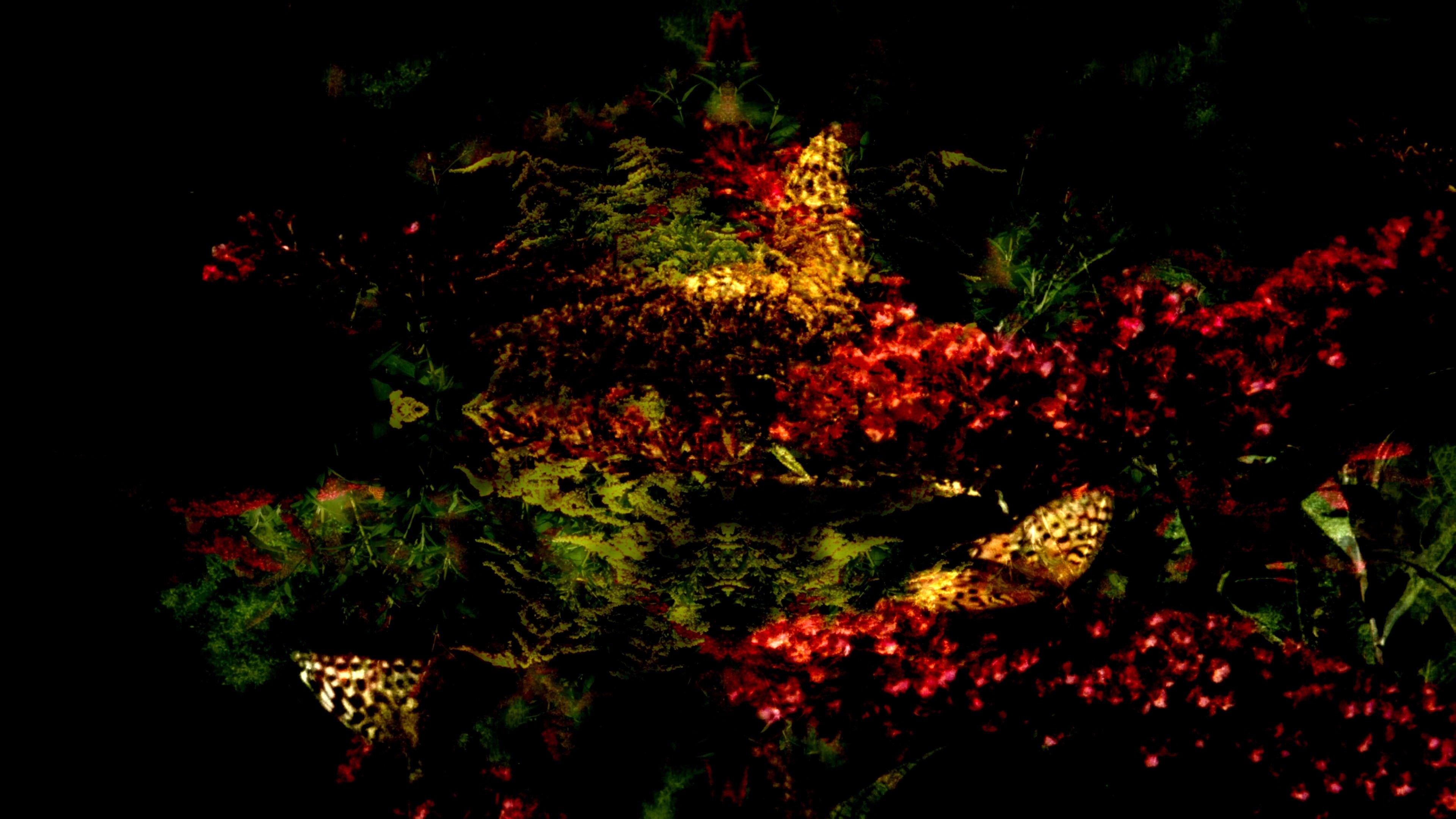 Butterfly 360° Background