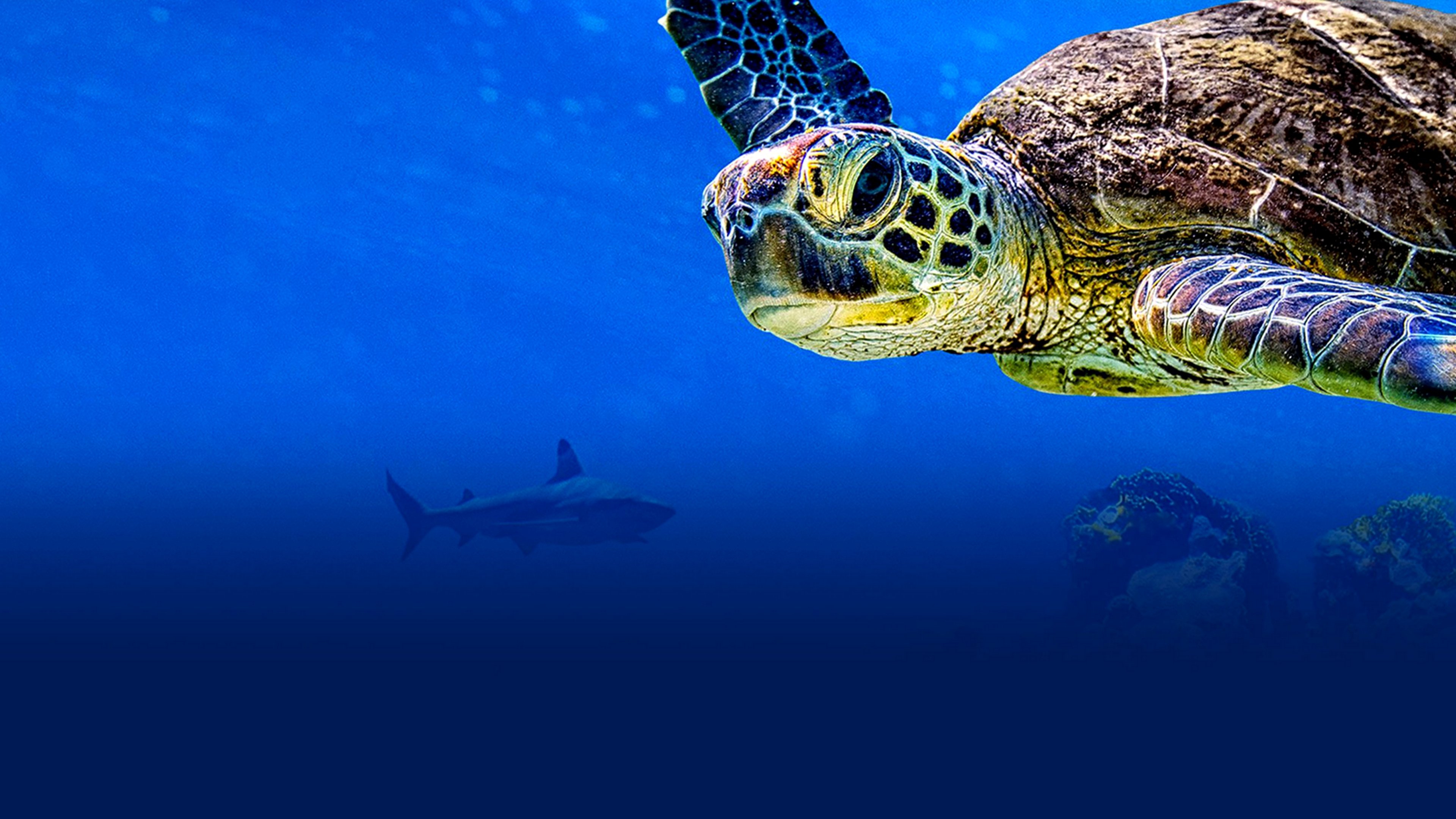 Turtle Odyssey Background