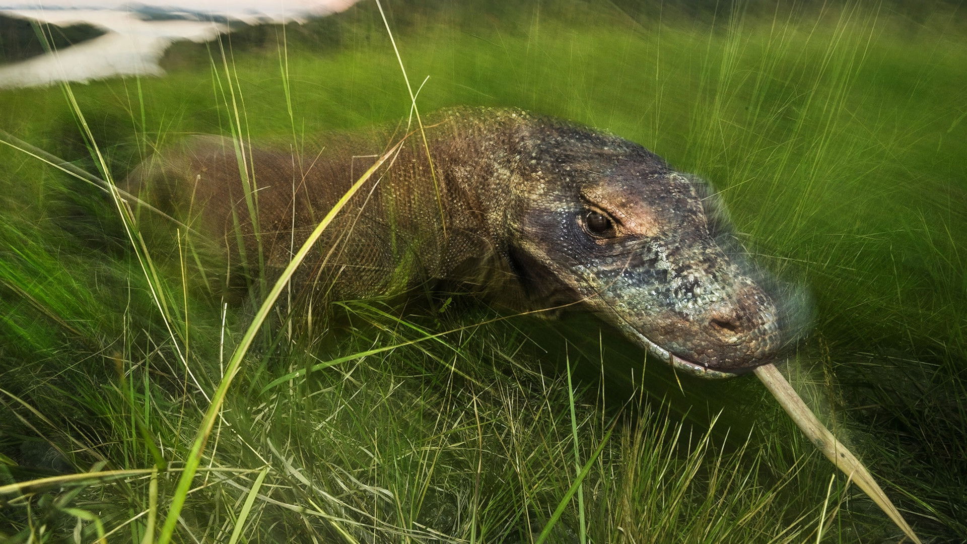 Dragons Alive Background