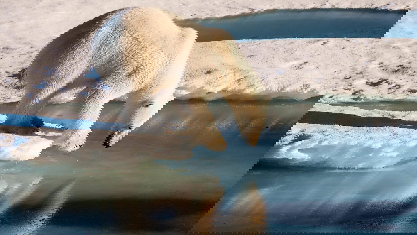 Polar Bears Background