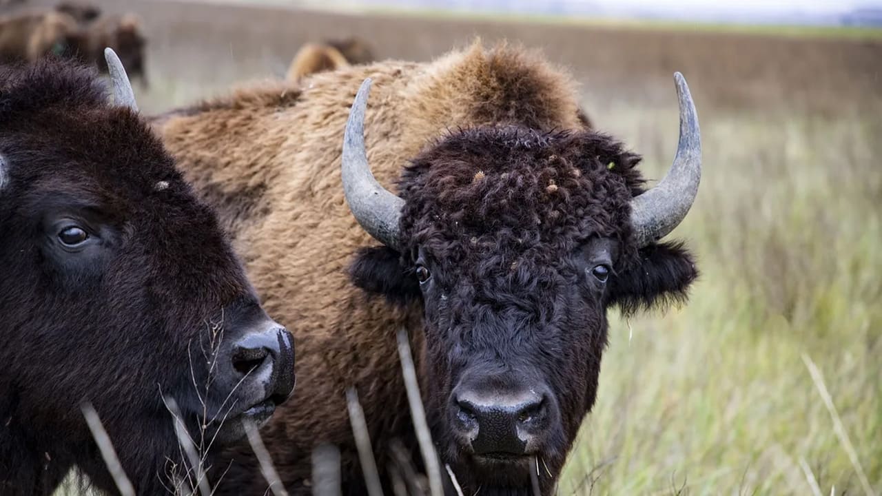 The American Buffalo Background