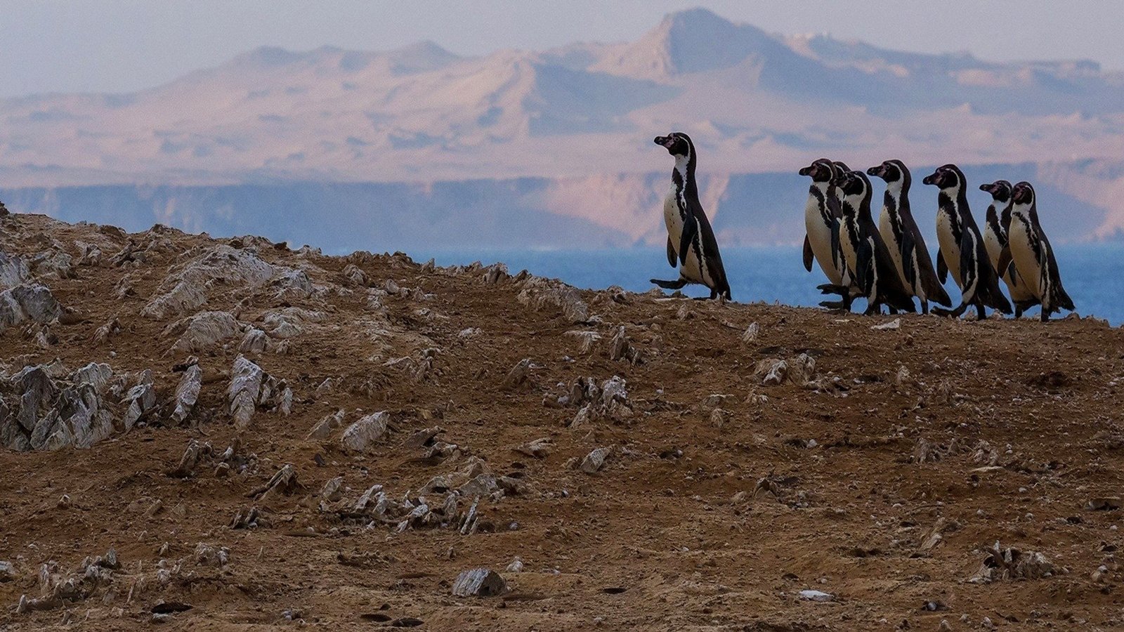 Wild Peru: Andes Battleground Background