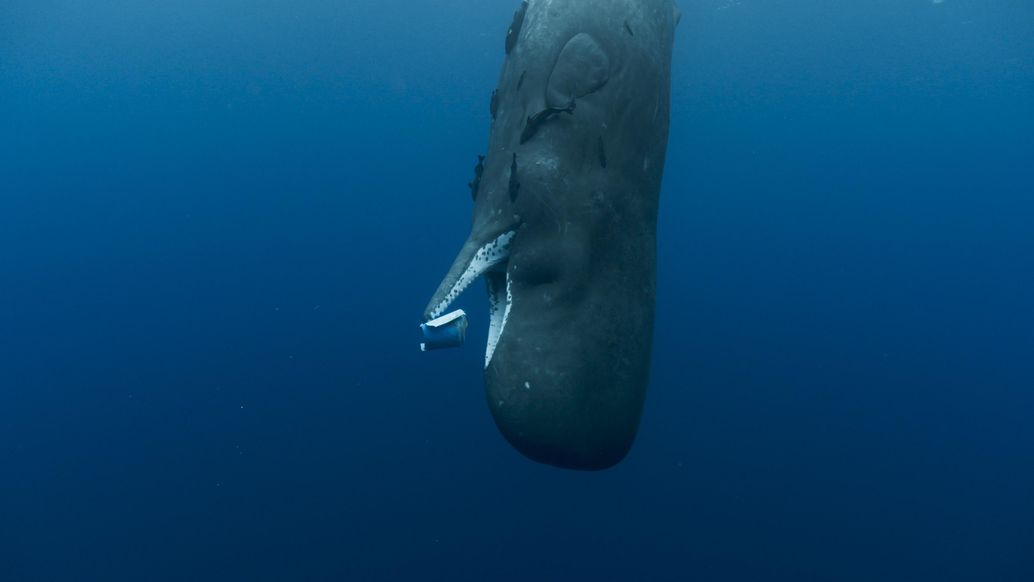 Whale Nation Background