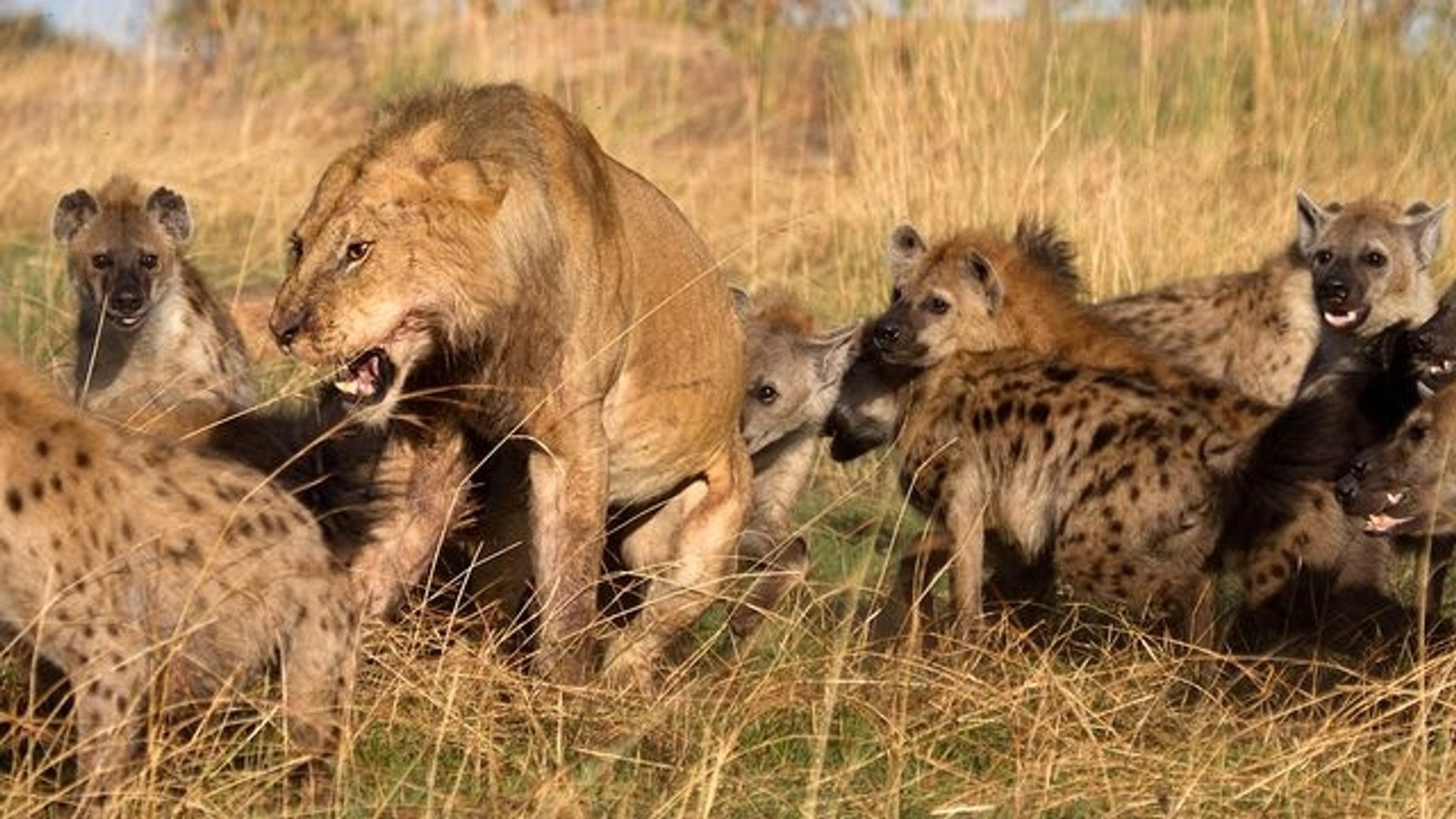 Eternal Enemies: Lions and Hyenas Background