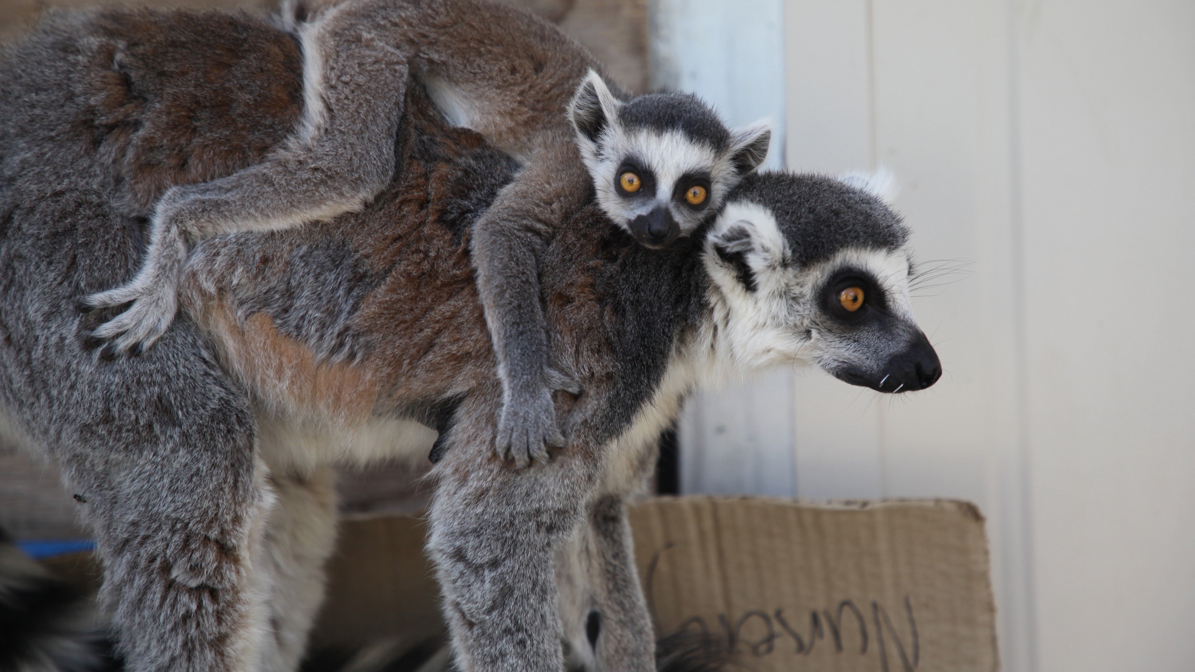 Secrets of the Zoo: Down Under Background