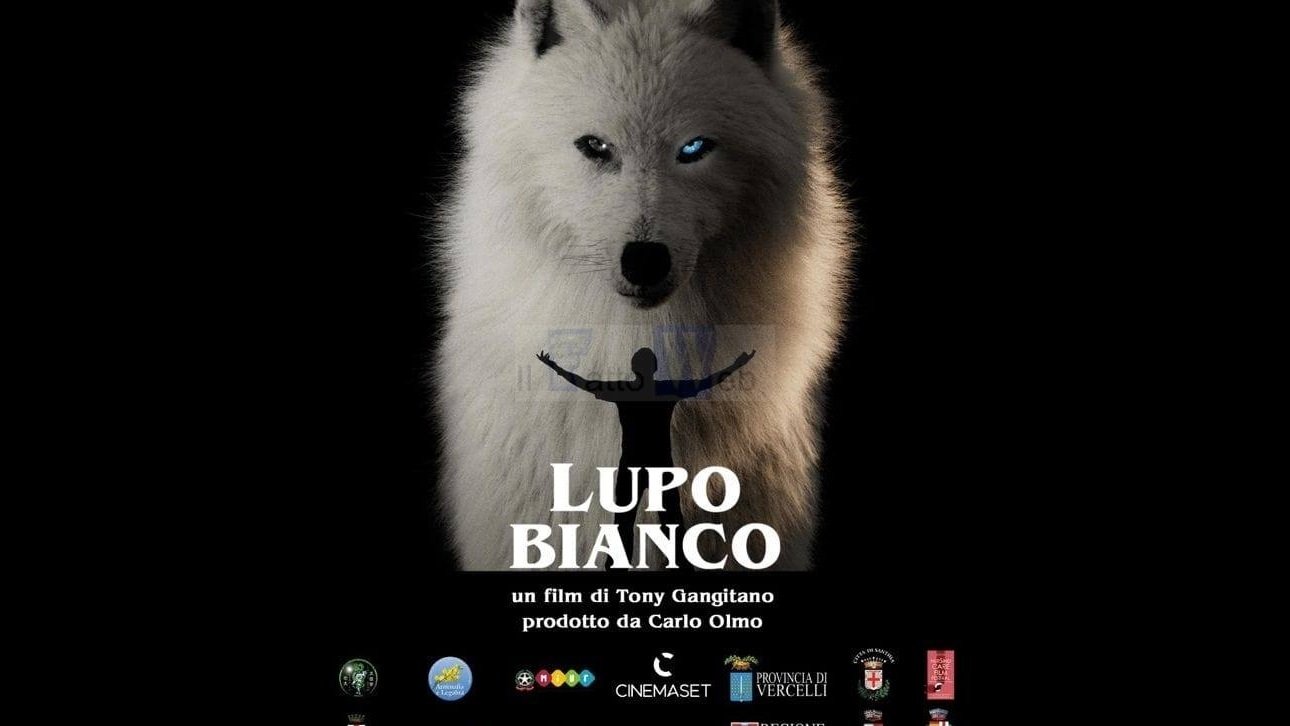 Lupo bianco Background