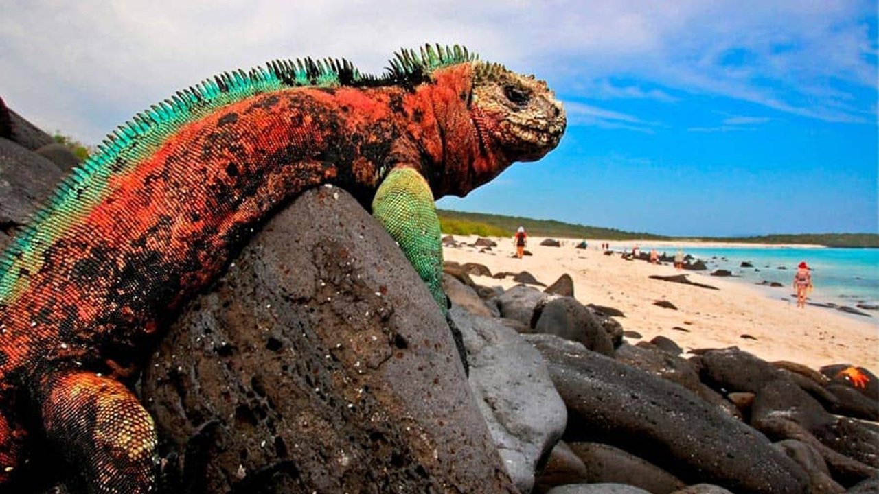 The Dragons of Galapagos Background