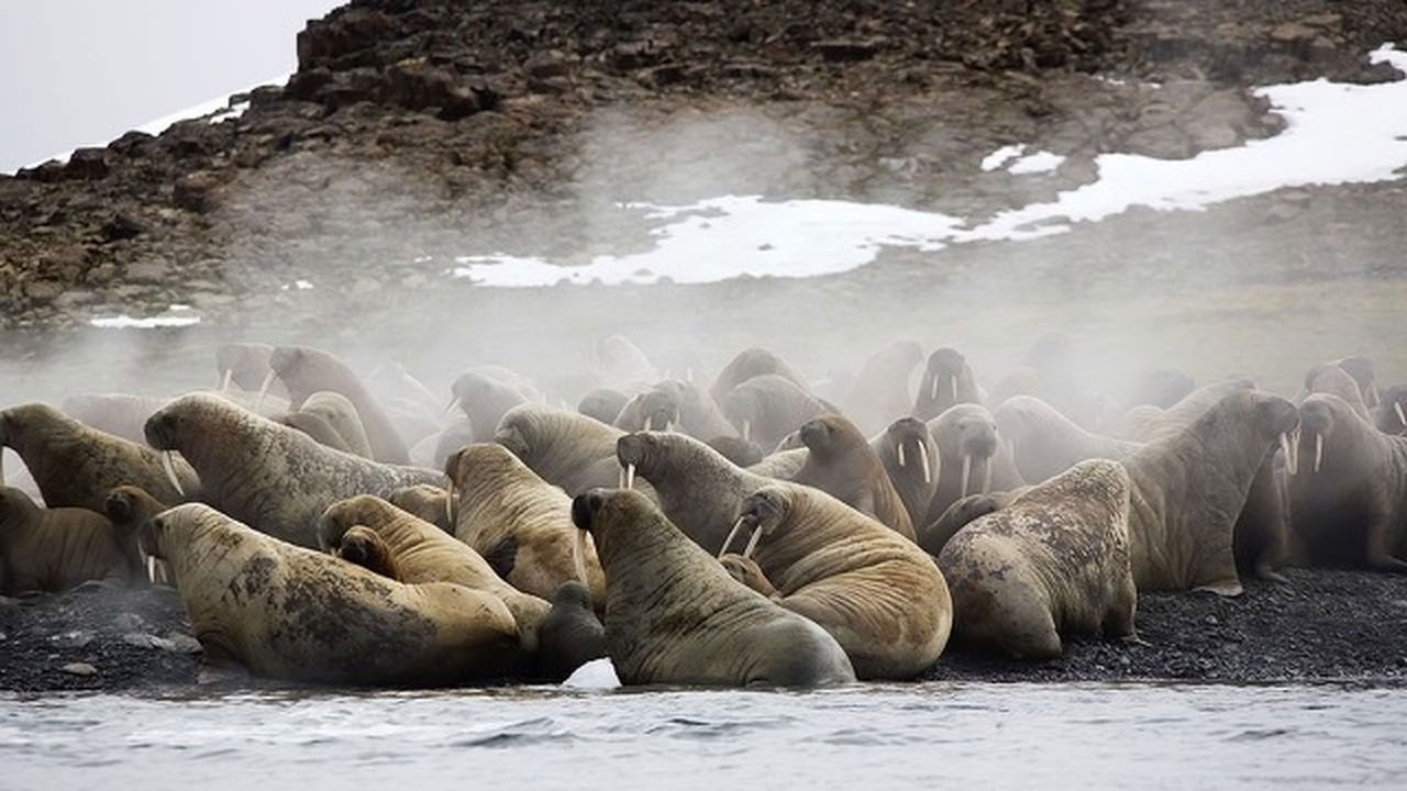 Siberia's Wild Year Background