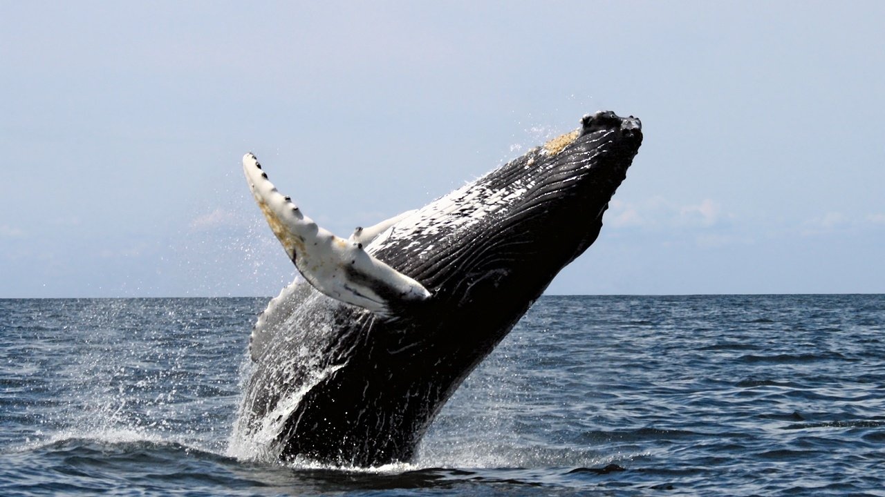 Ocean Giants Background