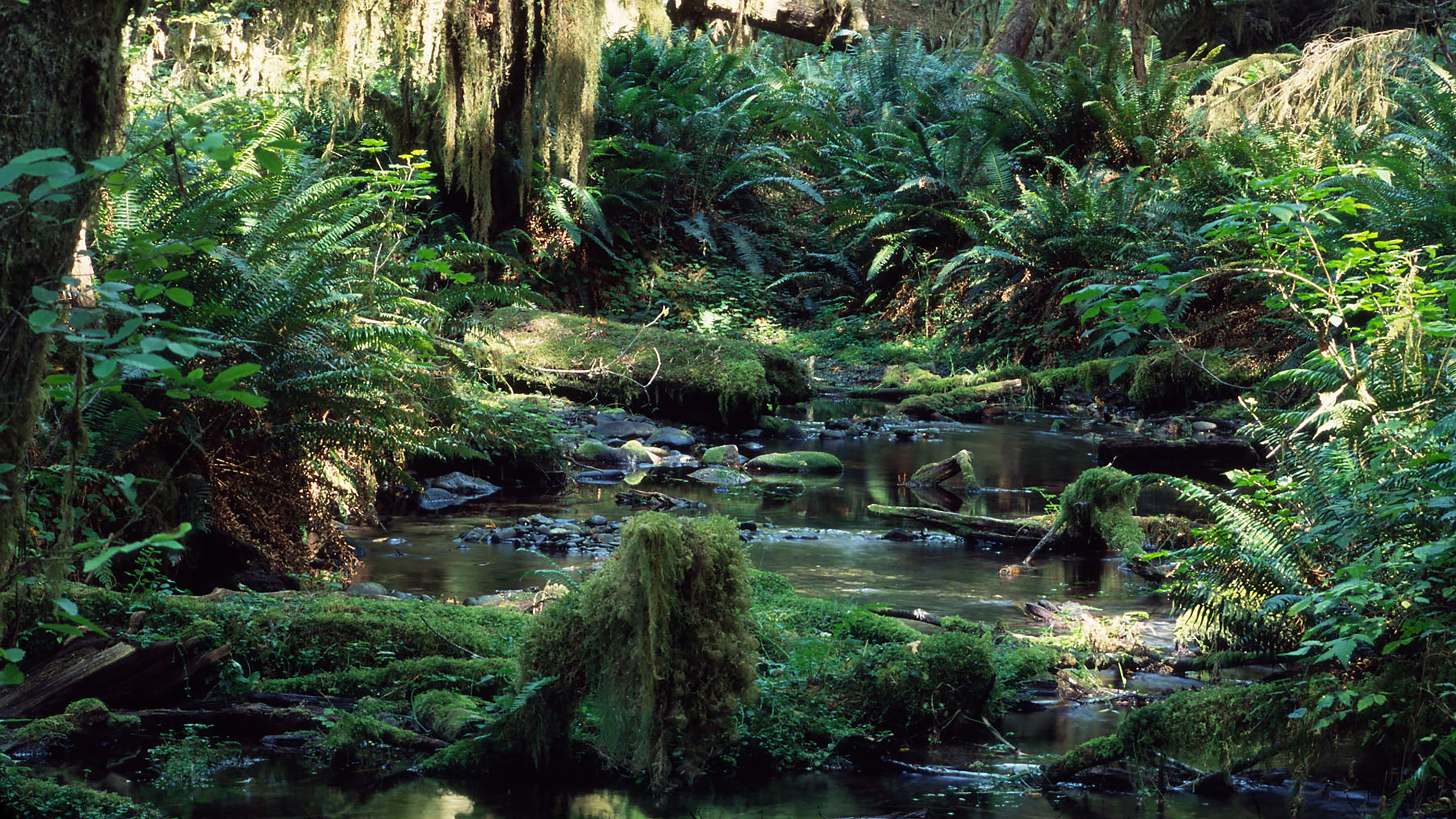 Tropical Rainforest Background