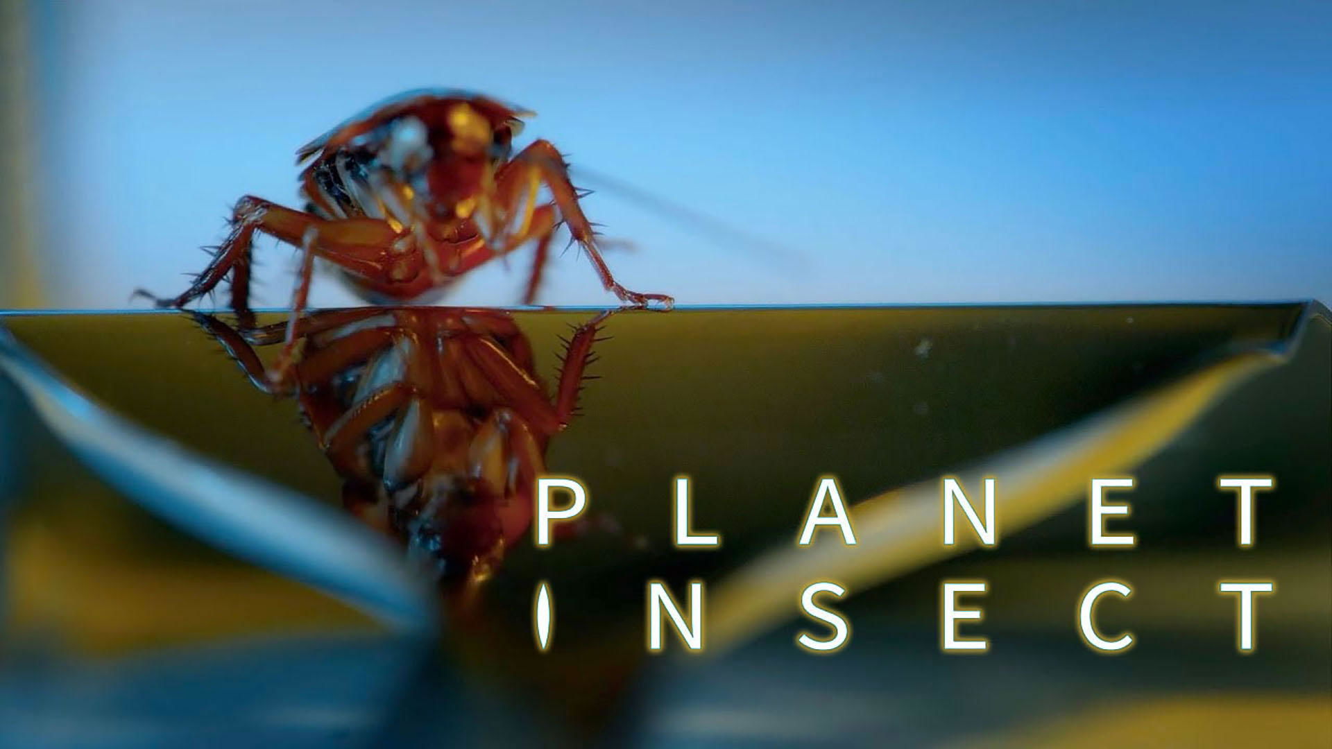 Planet Insect Background