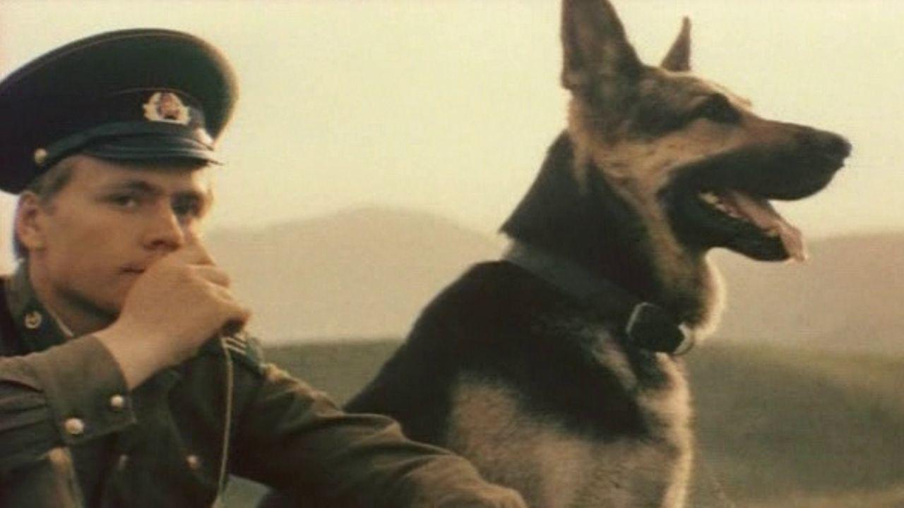 Border Dog Scarlet Background