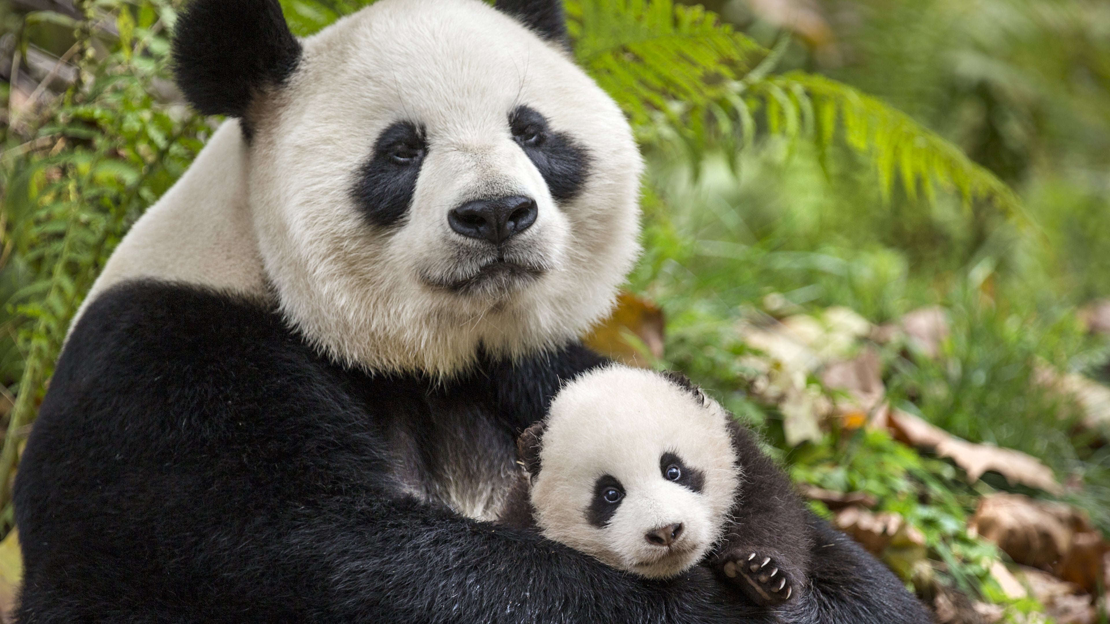 Born in China Background