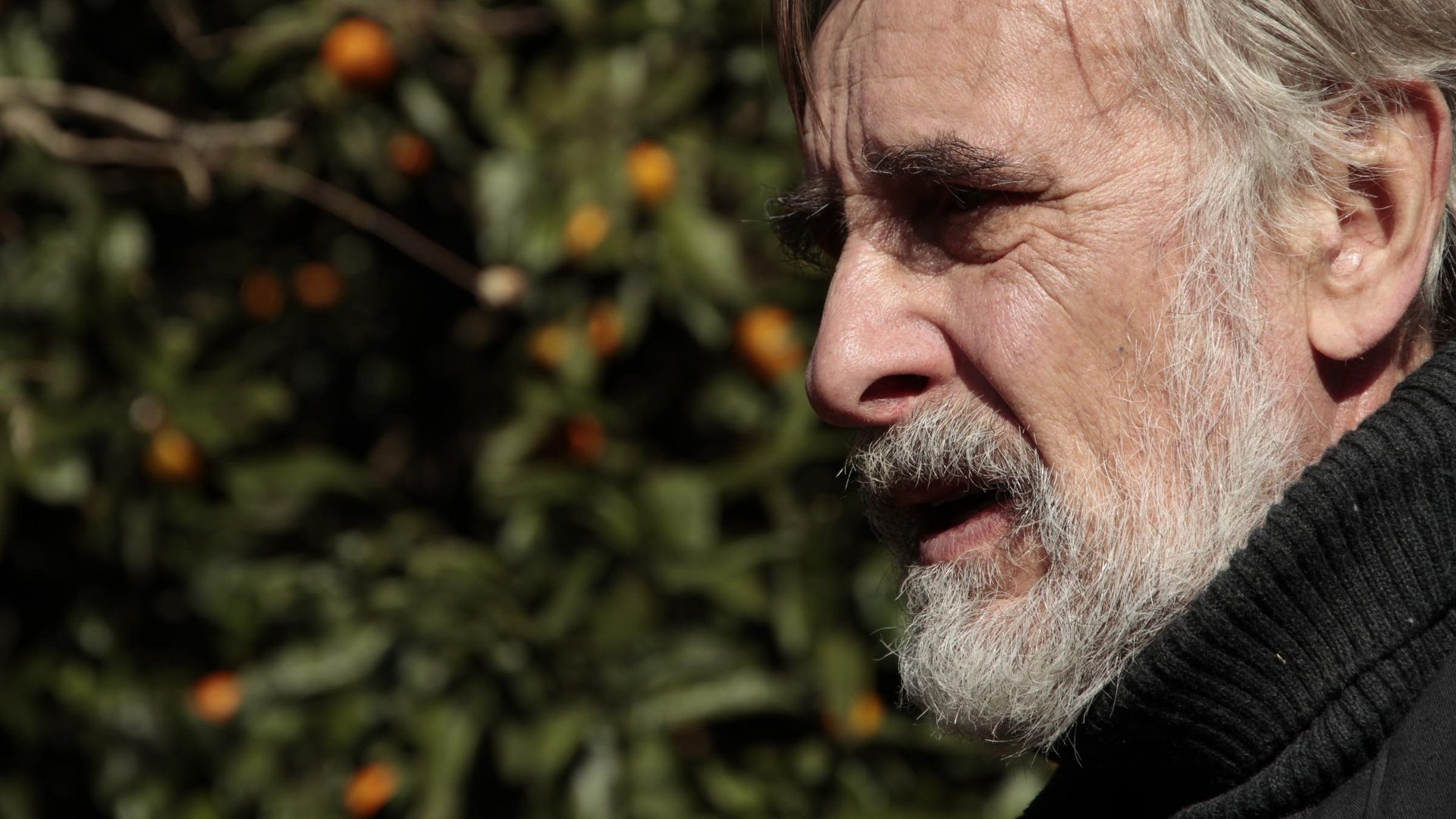 Tangerines Background