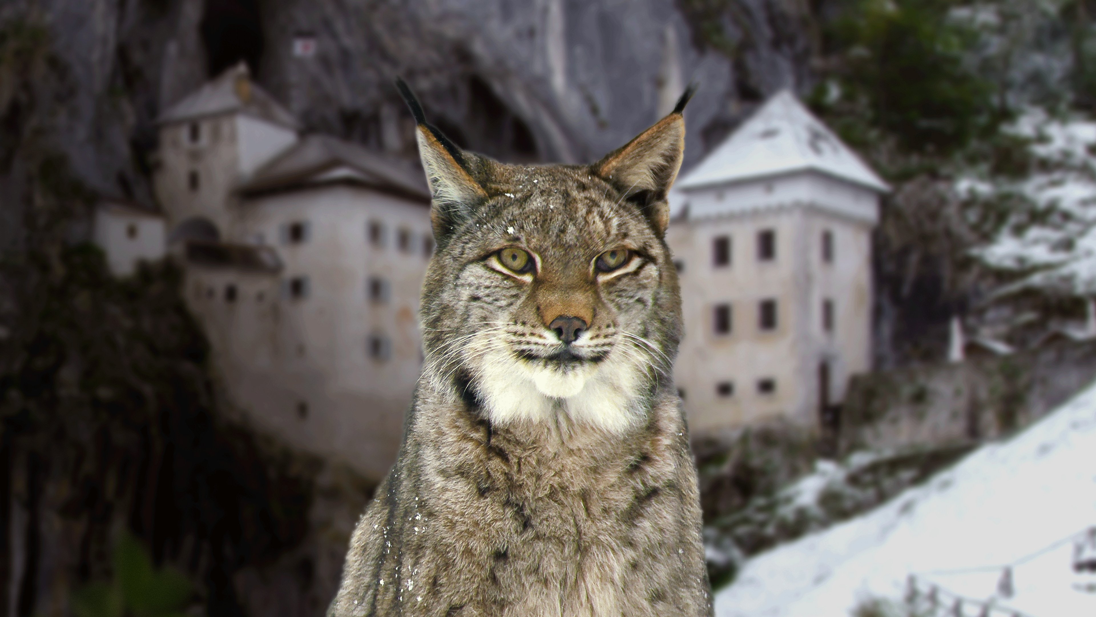 Wild Castles Background