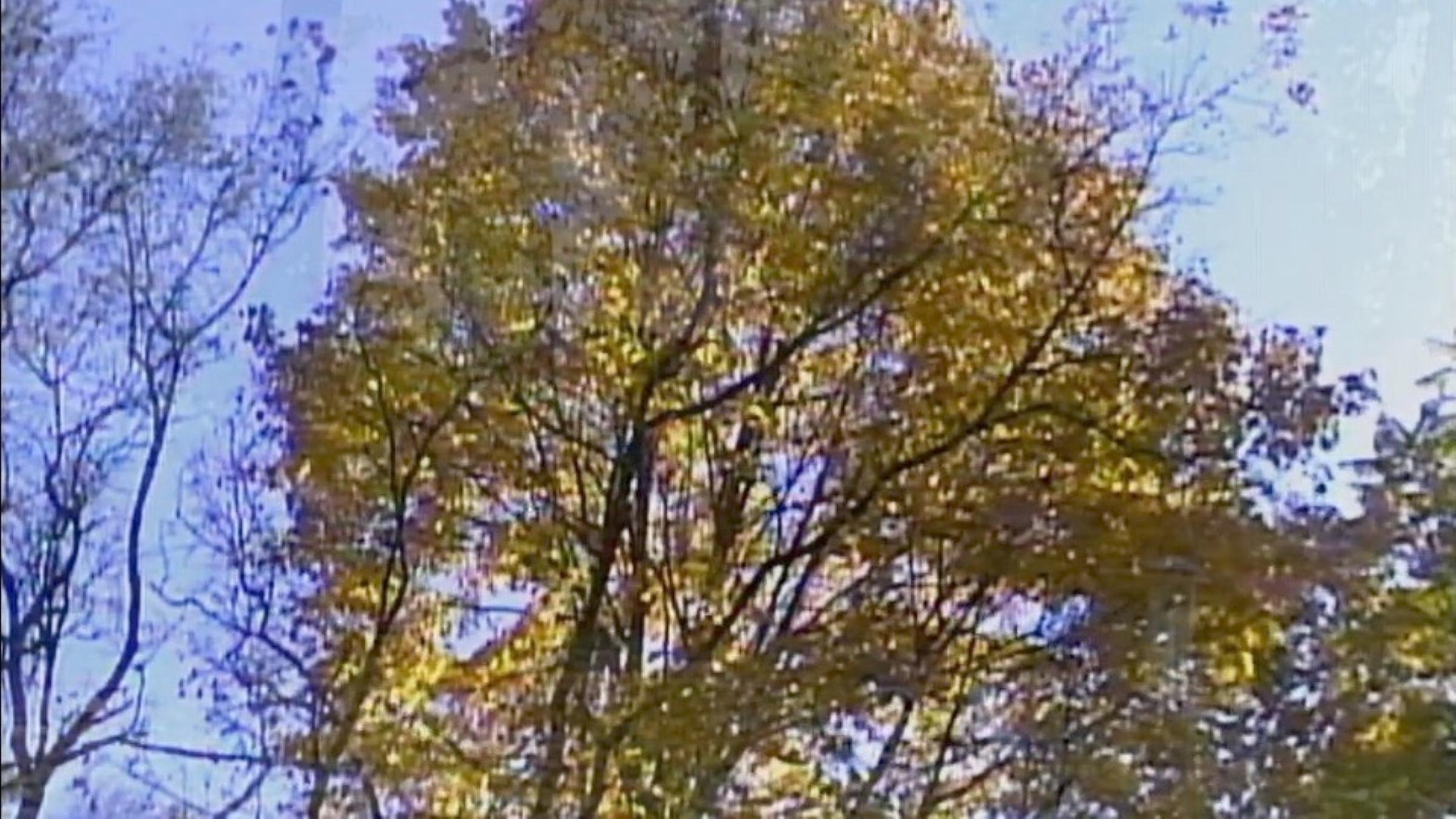 Leaves Background