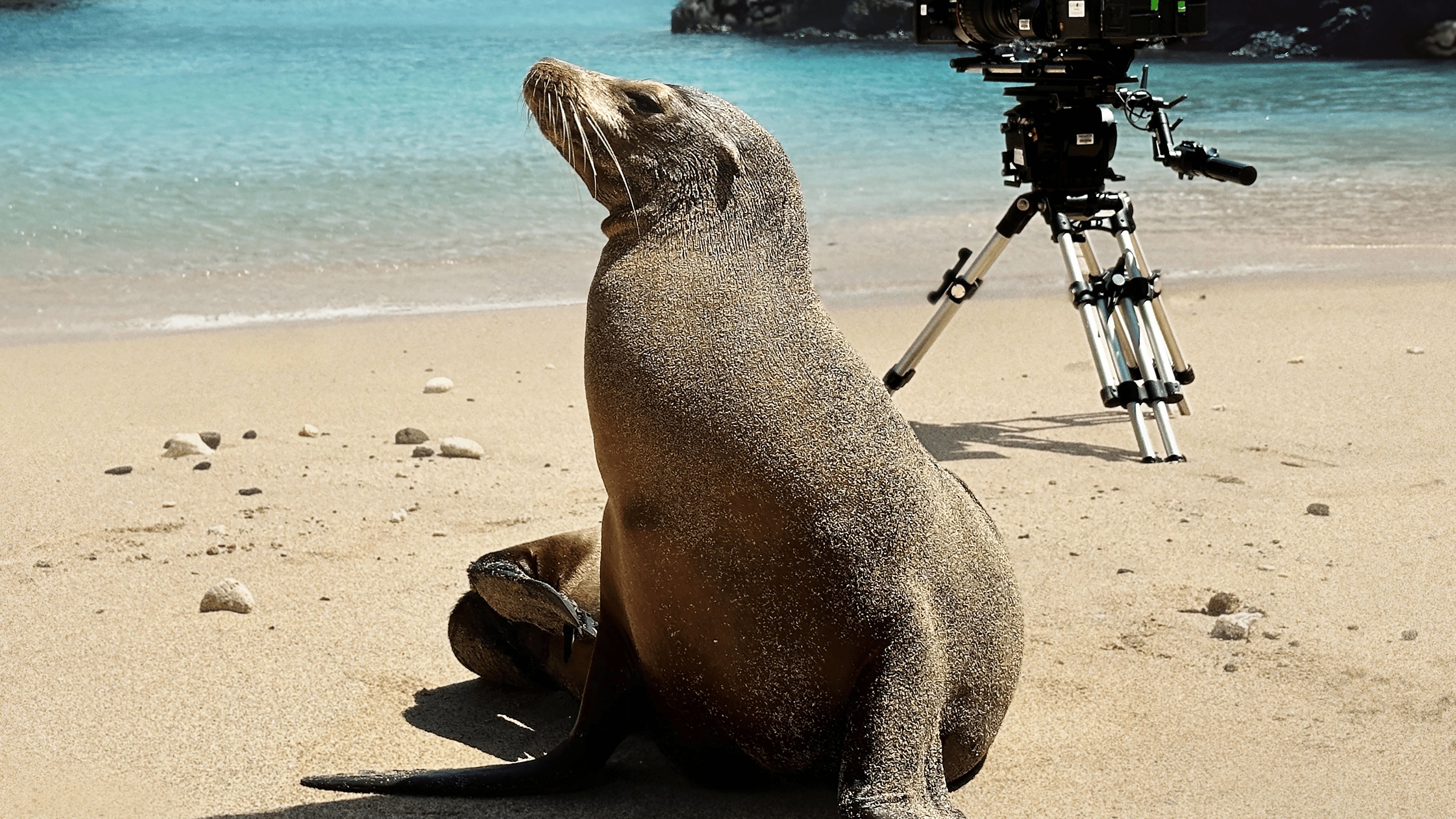 Guardians of the Galapagos Background