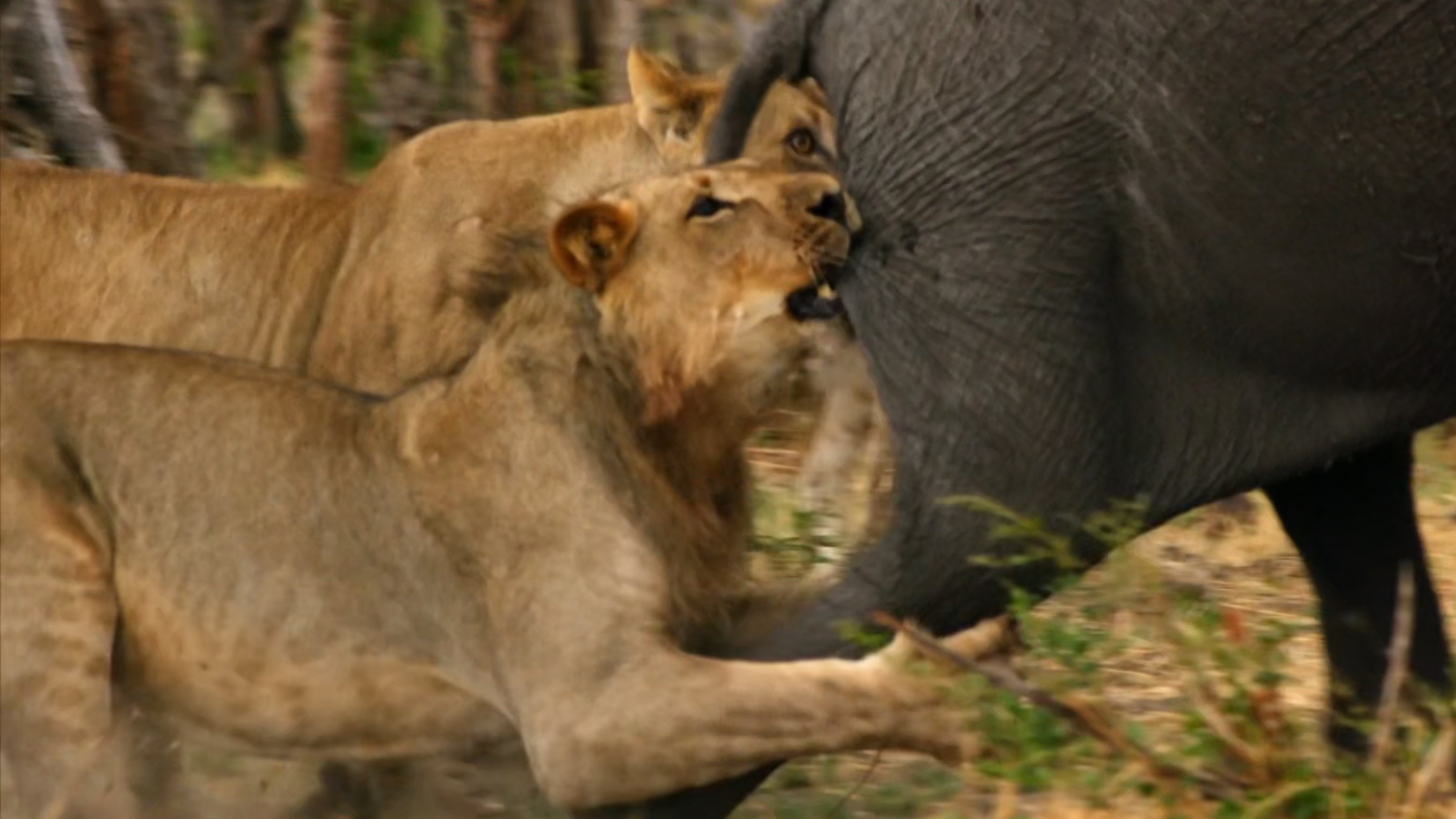 Africa's Giant Killers Background