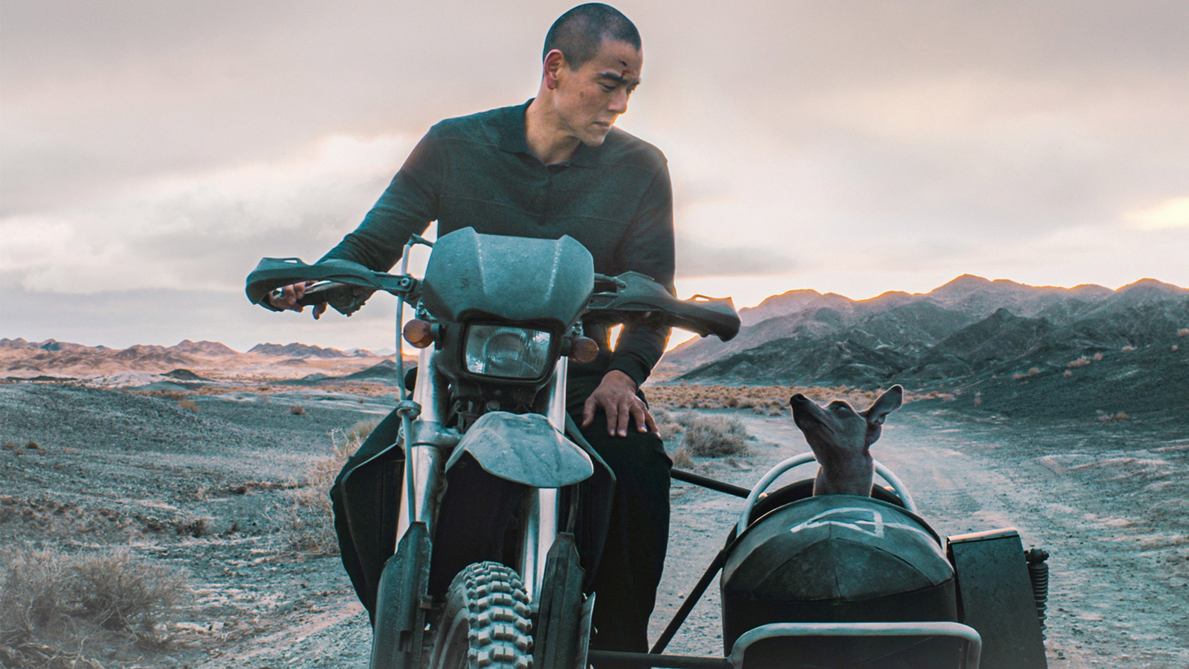 Black Dog Background