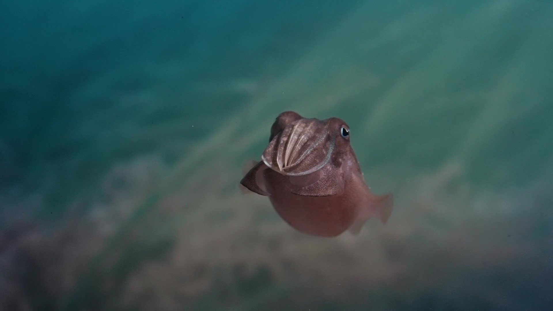 Sépia, l'odyssée d'une seiche Background