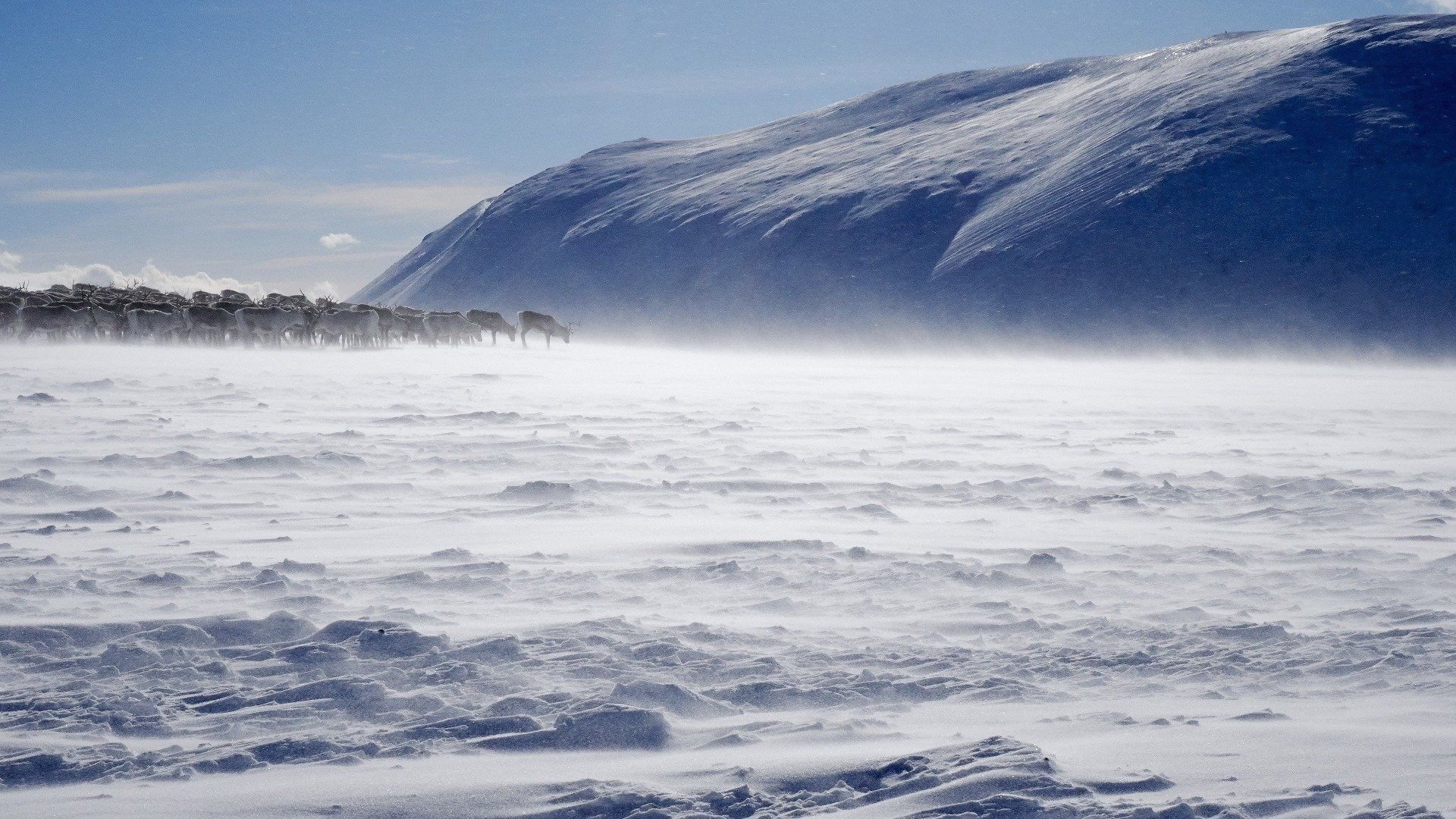 Terres sauvages du Grand Nord Background
