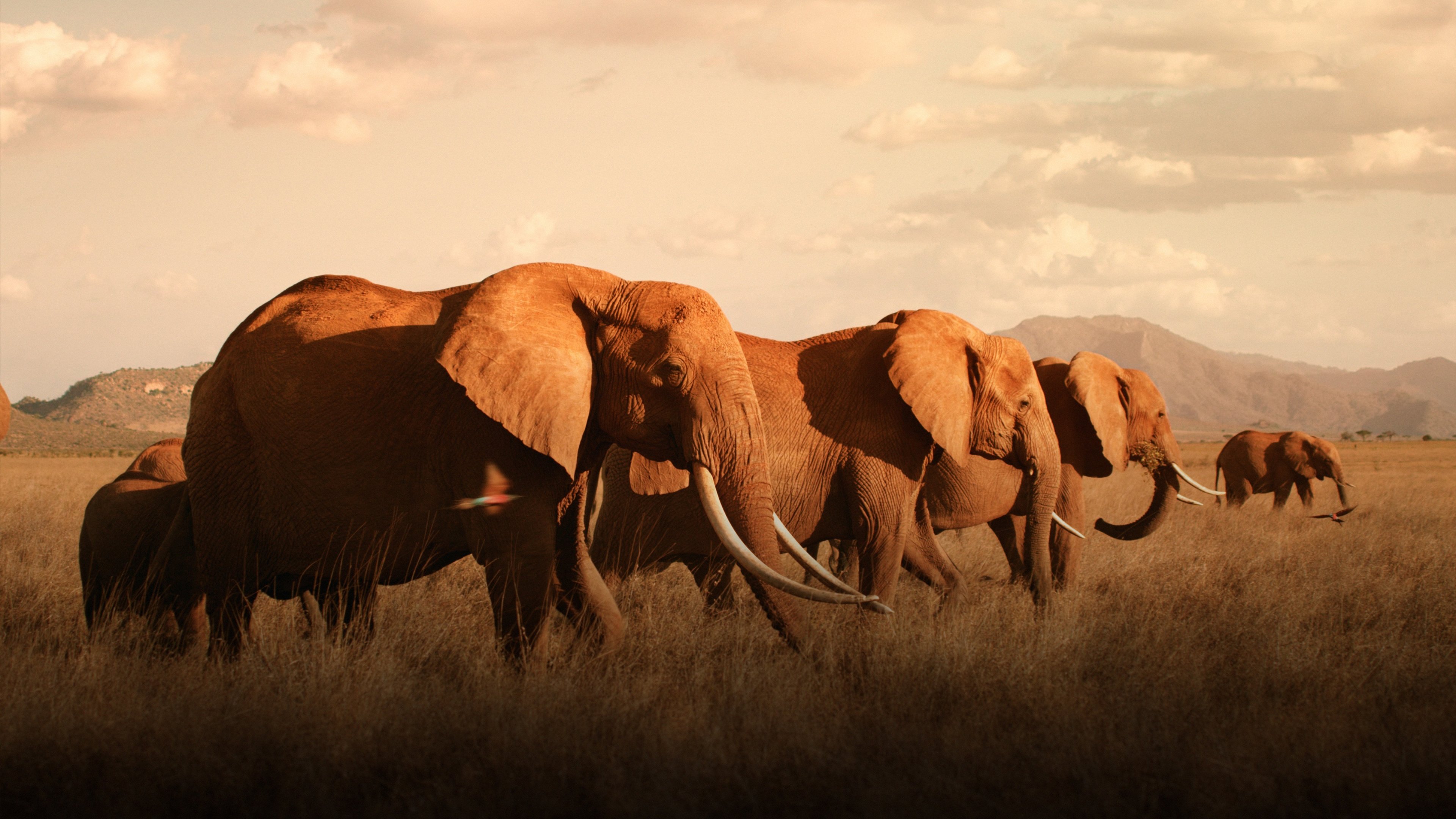 The Elephant Queen Background