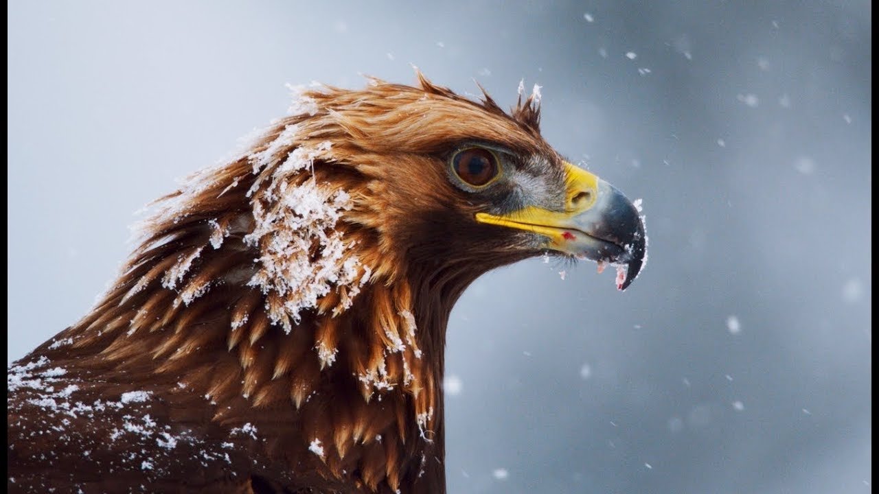 Superpowered Eagles Background