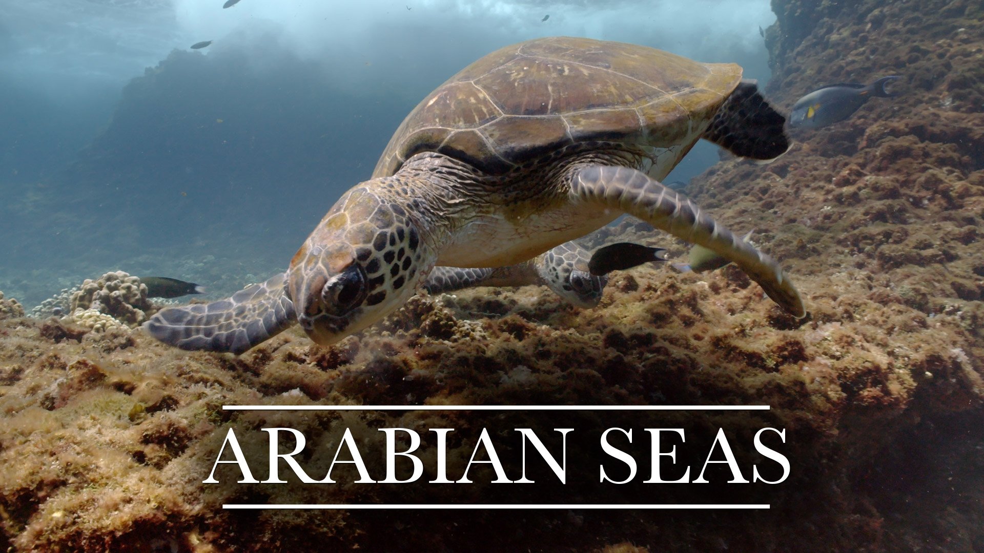 Arabian Seas Background
