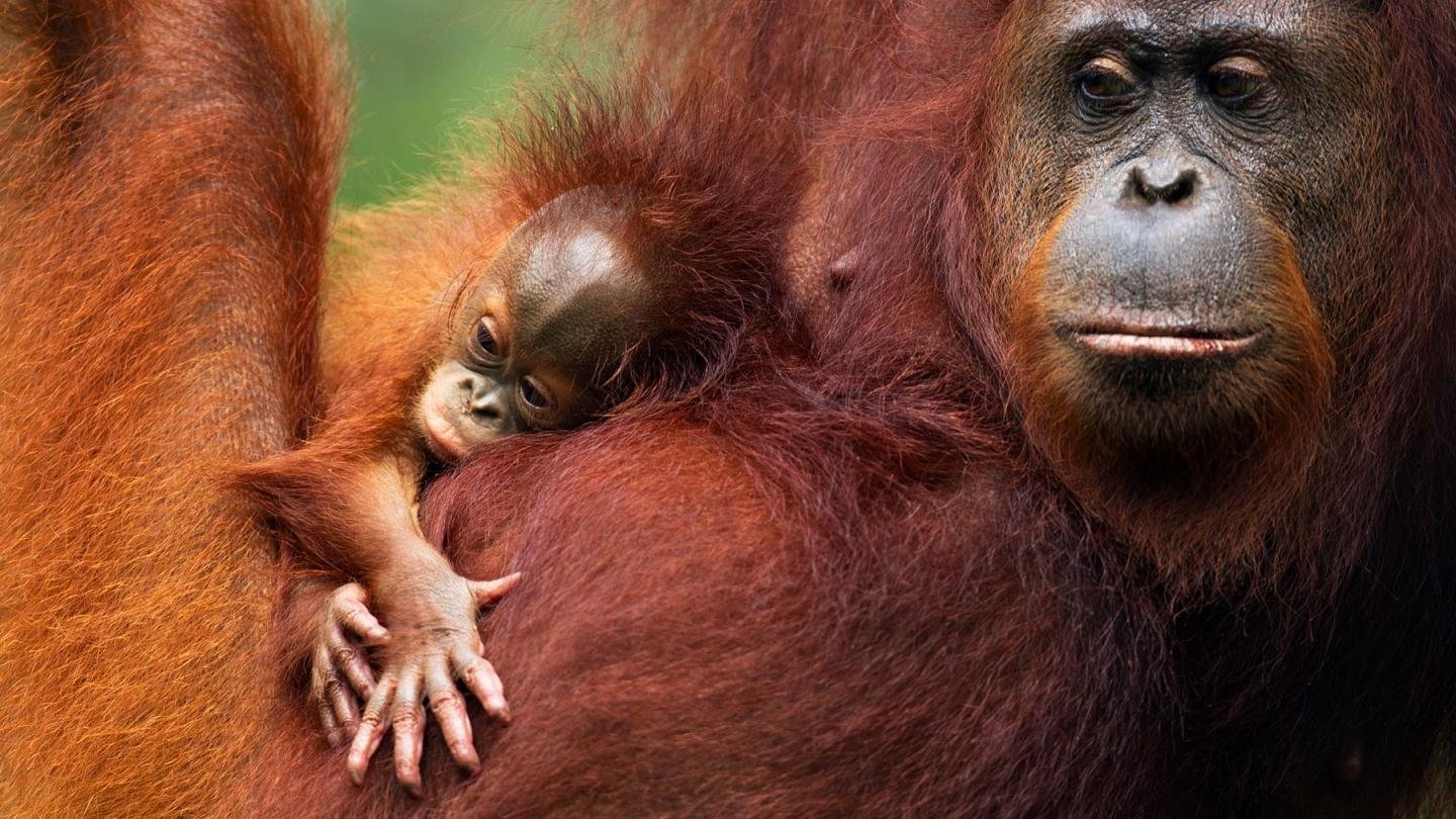 Orang Utans - Keepers of the Jungle Background